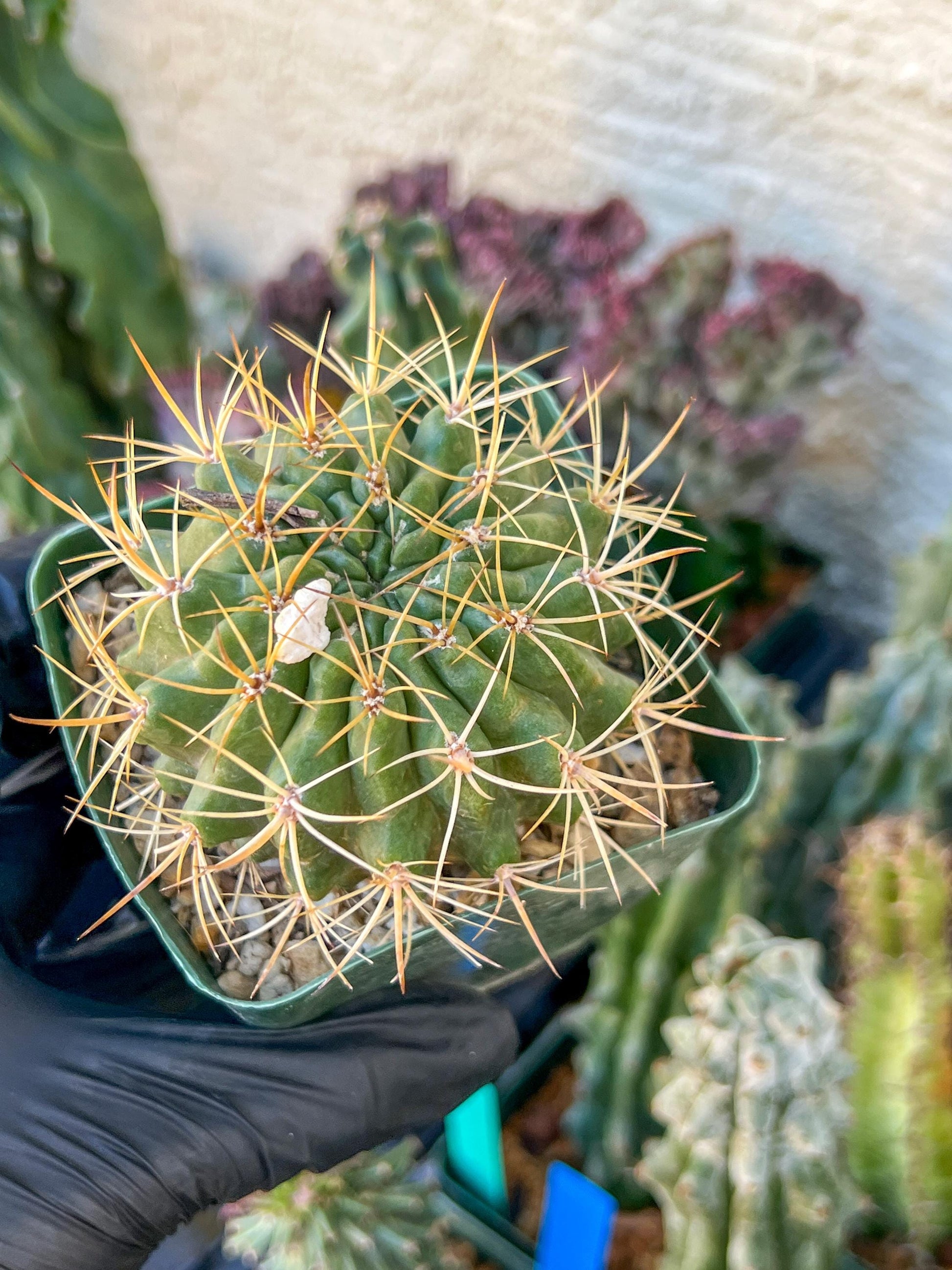 Cactus Eriosyce Engieri | (C1) (O13) | 3.5Pot