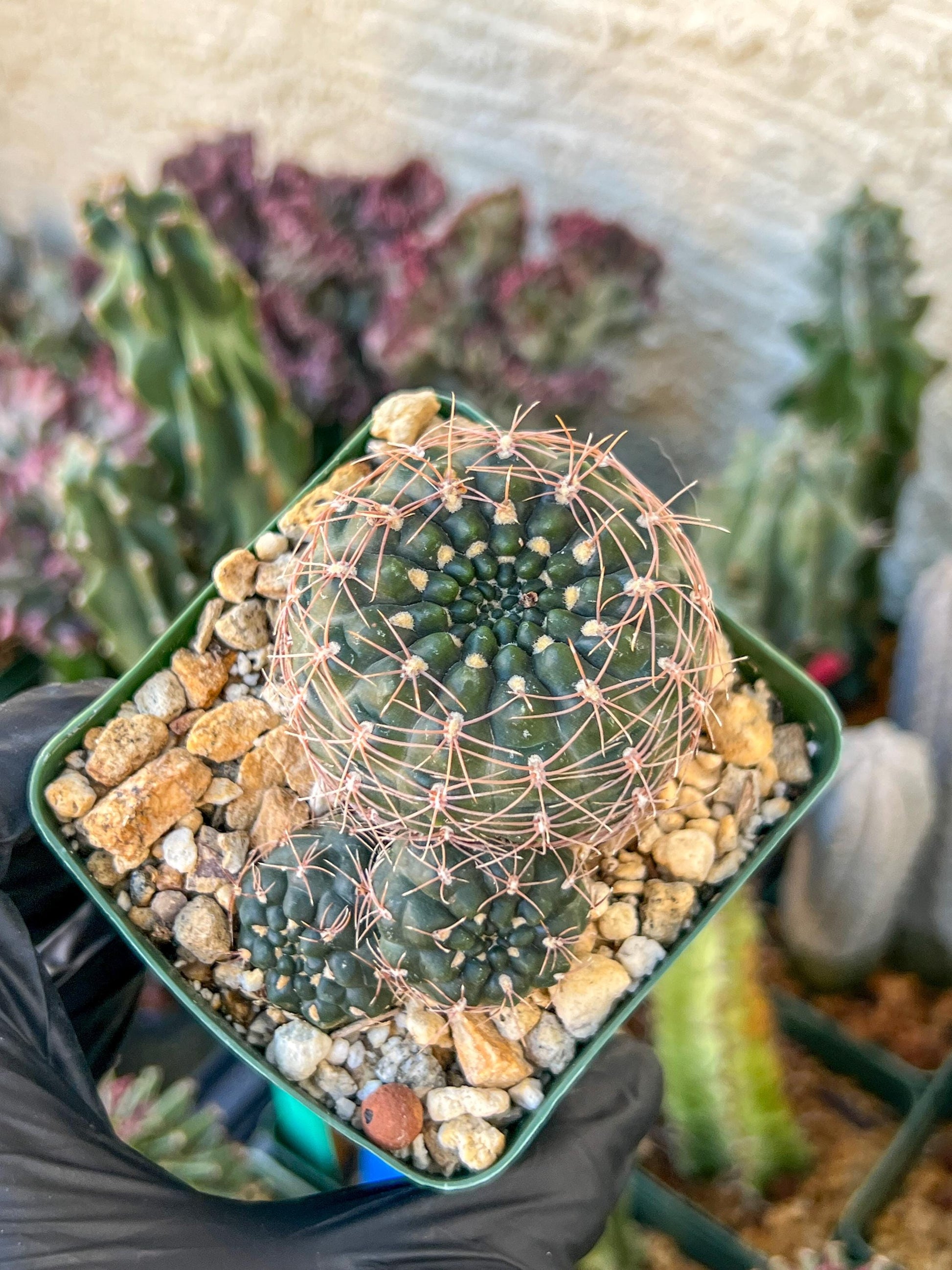 Gymnocalycium Carolinense | (C1) (O15) | 3.5Pot