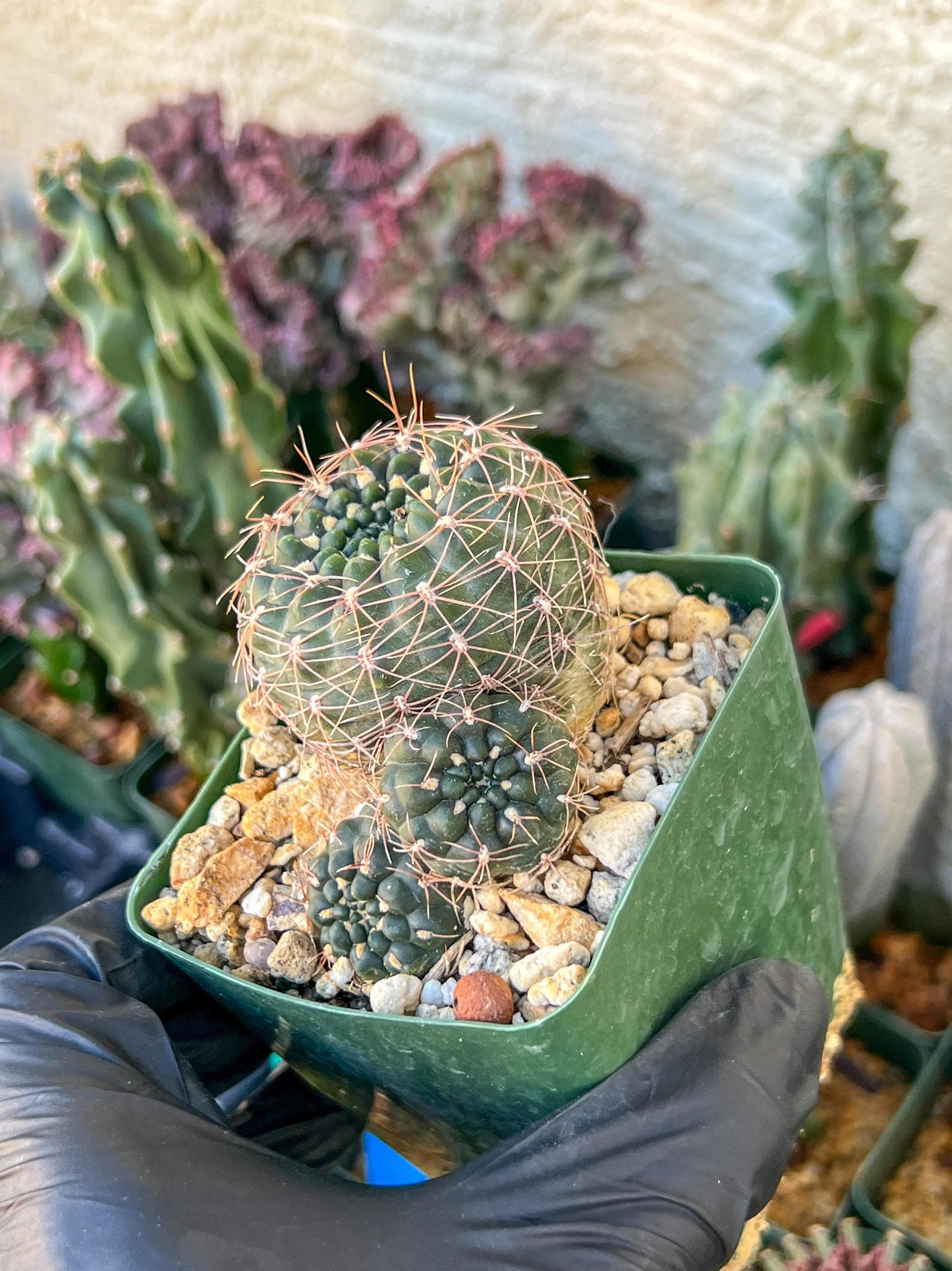 Gymnocalycium Carolinense | (C1) (O15) | 3.5Pot