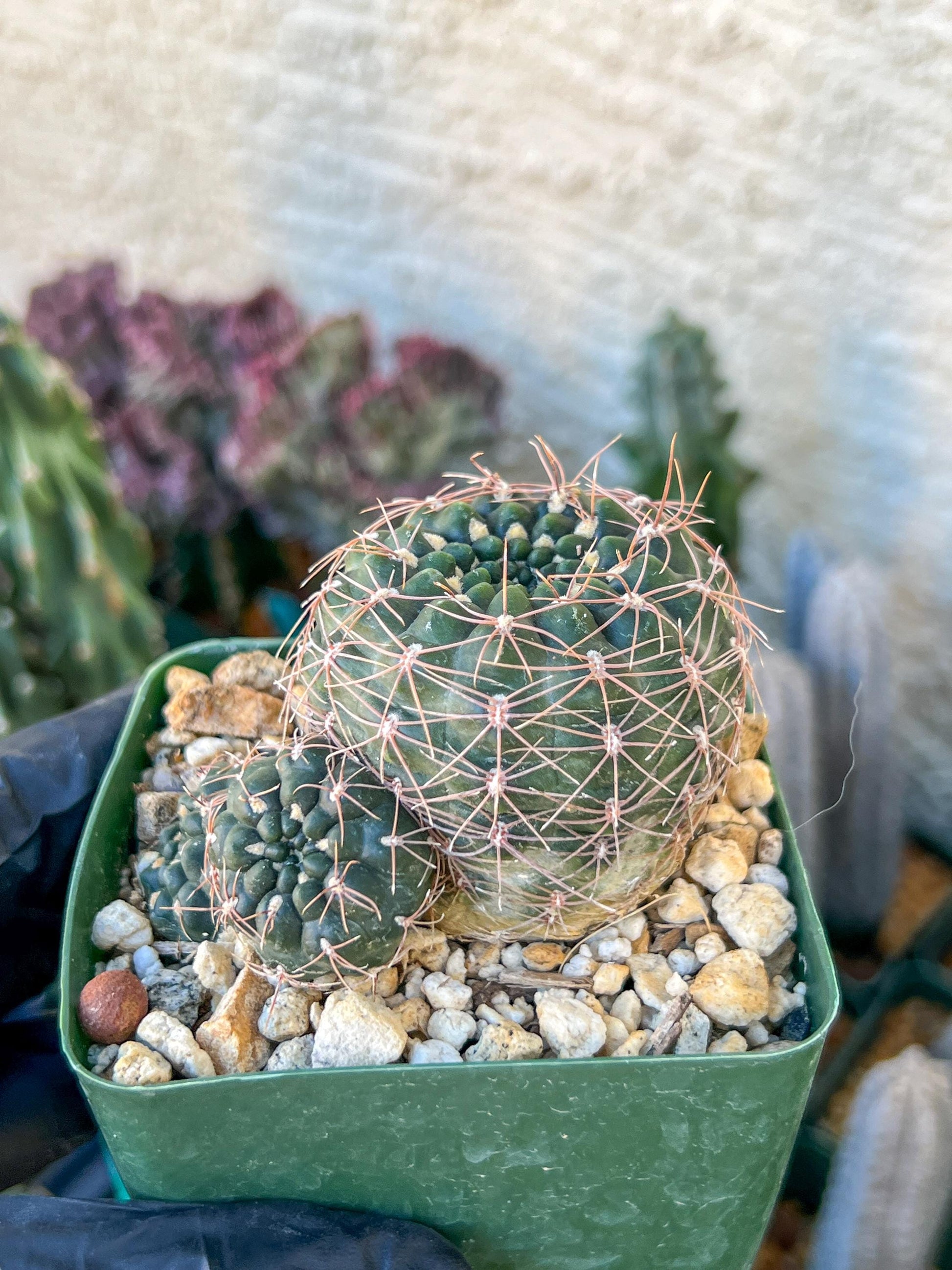 Gymnocalycium Carolinense | (C1) (O15) | 3.5Pot