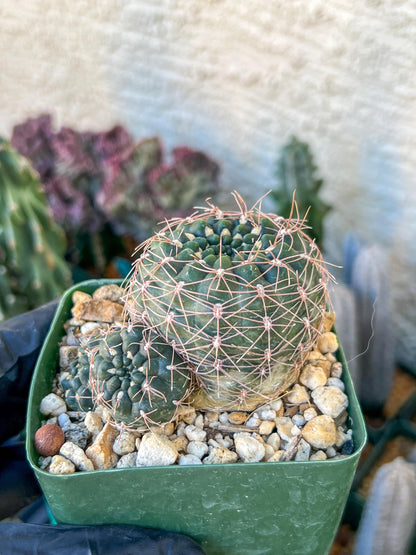 Gymnocalycium Carolinense | (C1) (O15) | 3.5Pot