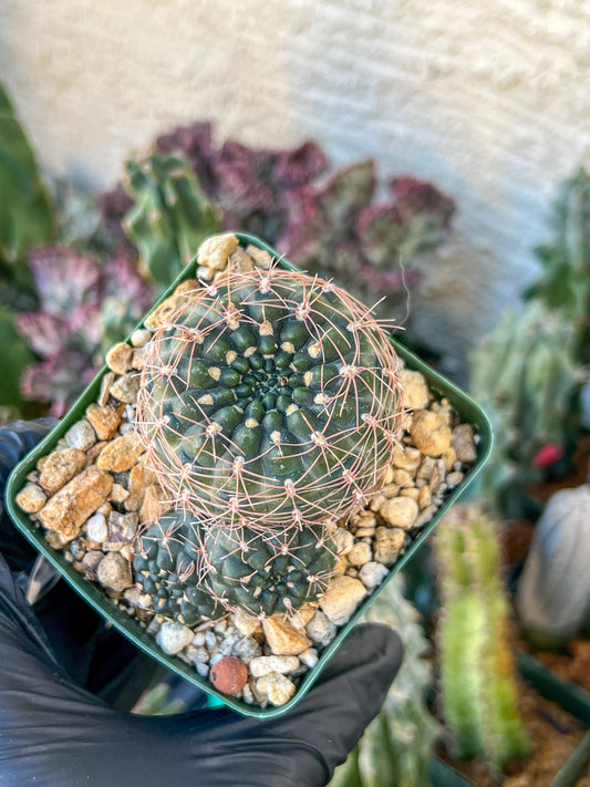 Gymnocalycium Carolinense | (C1) (O15) | 3.5Pot