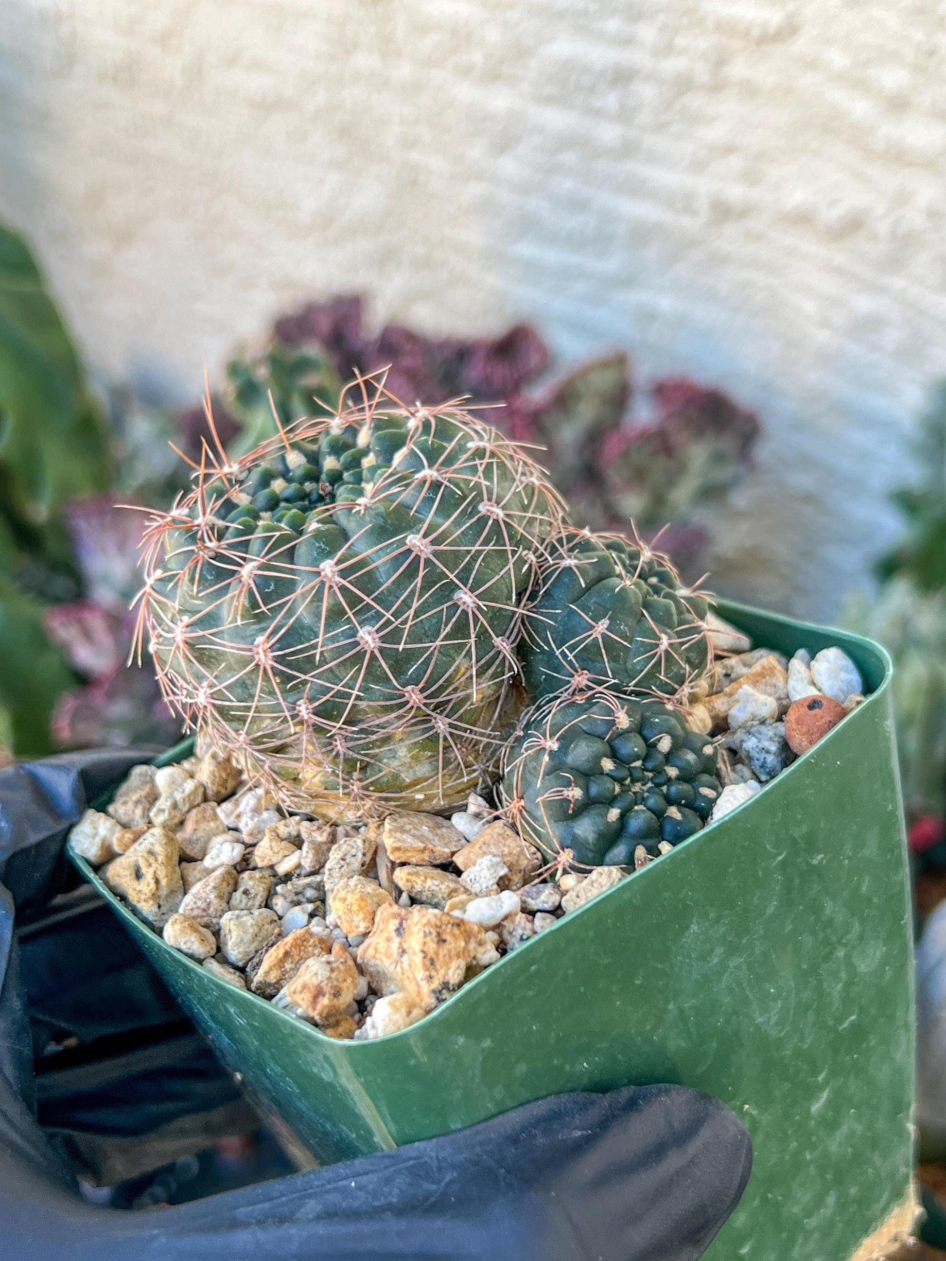 Gymnocalycium Carolinense | (C1) (O15) | 3.5Pot