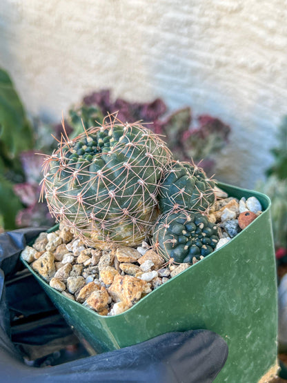 Gymnocalycium Carolinense | (C1) (O15) | 3.5Pot