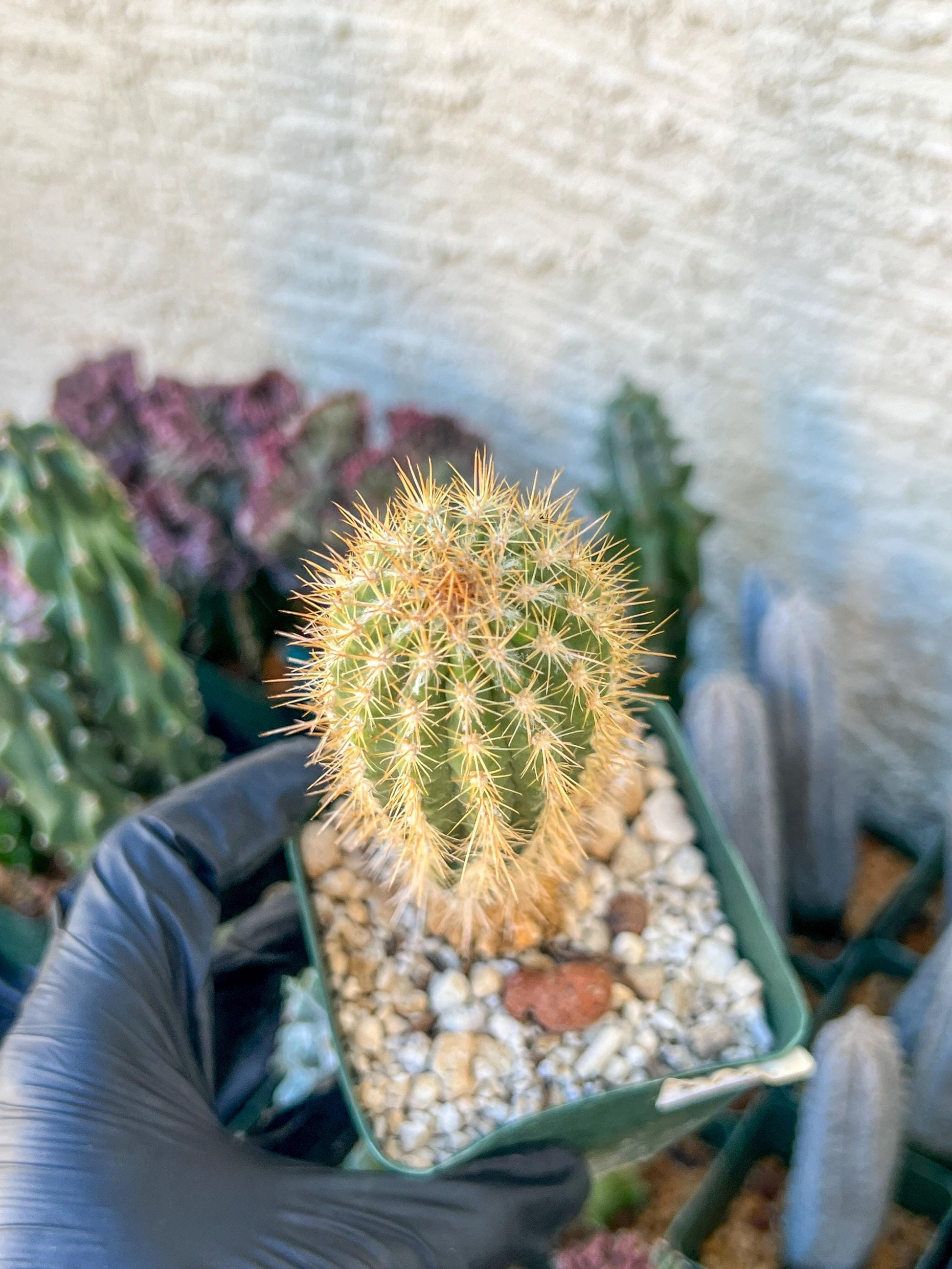 Xique Xique Gounellei Cactus | (C1) (O17) | 3.5Pot