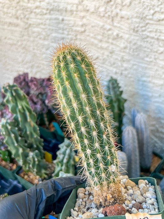 Xique Xique Gounellei Cactus | (C1) (O17) | 3.5Pot