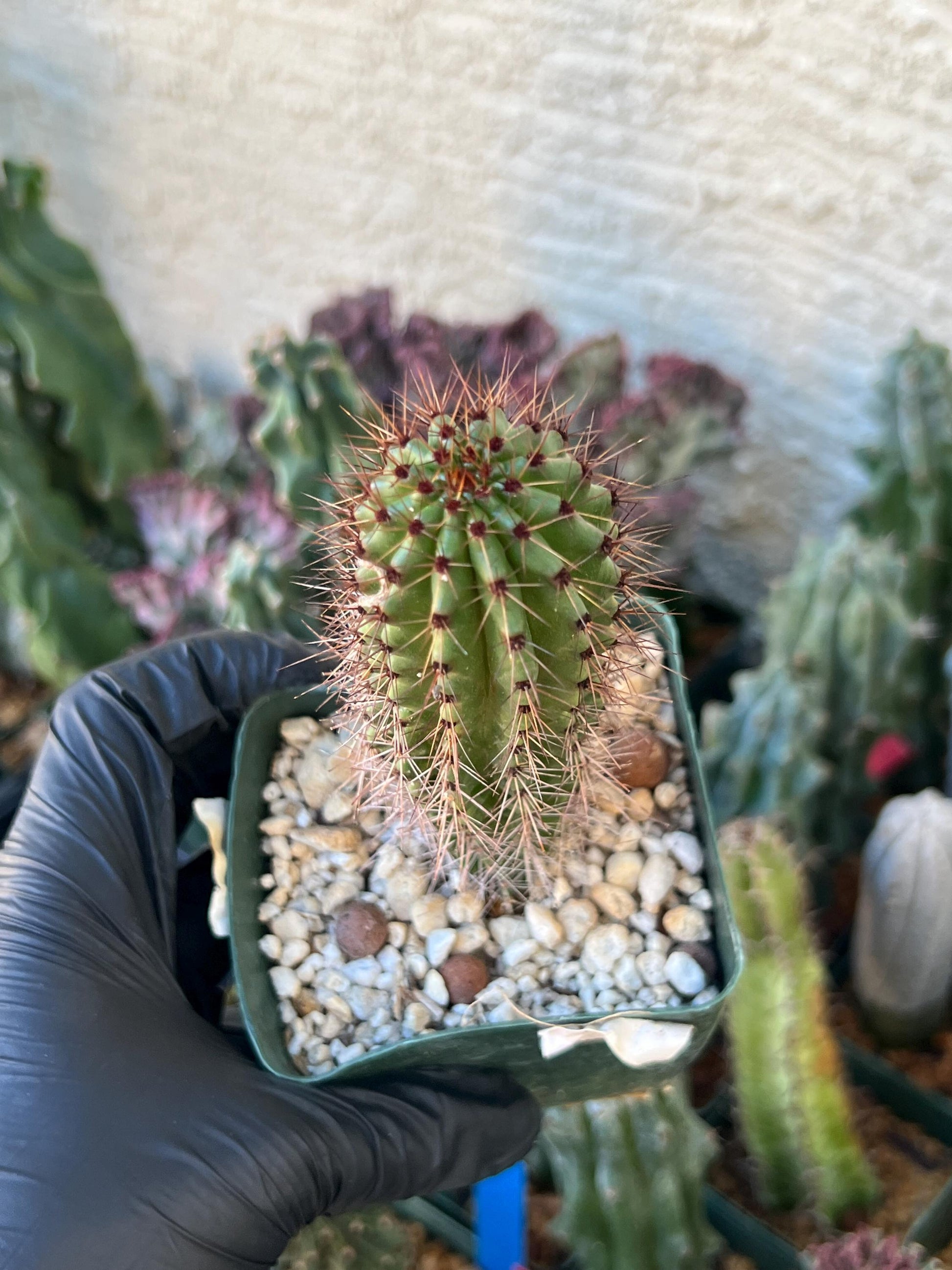 Big Mammillaria Fraileana Cactus Plan | (C1) (O18) | 3.5Pot