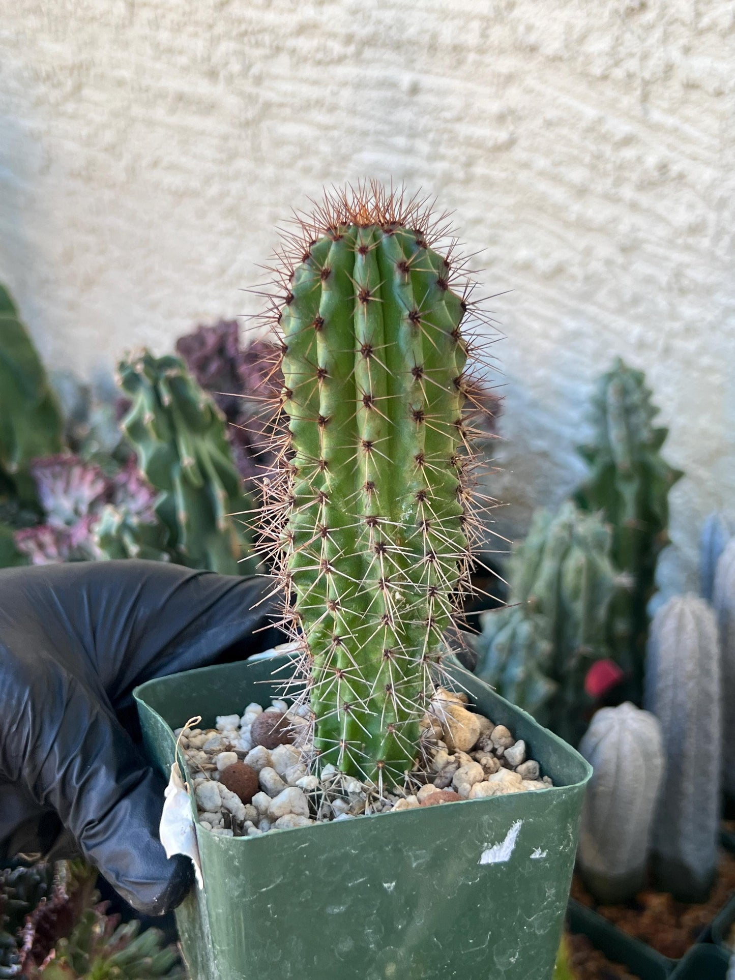 Big Mammillaria Fraileana Cactus Plan | (C1) (O18) | 3.5Pot