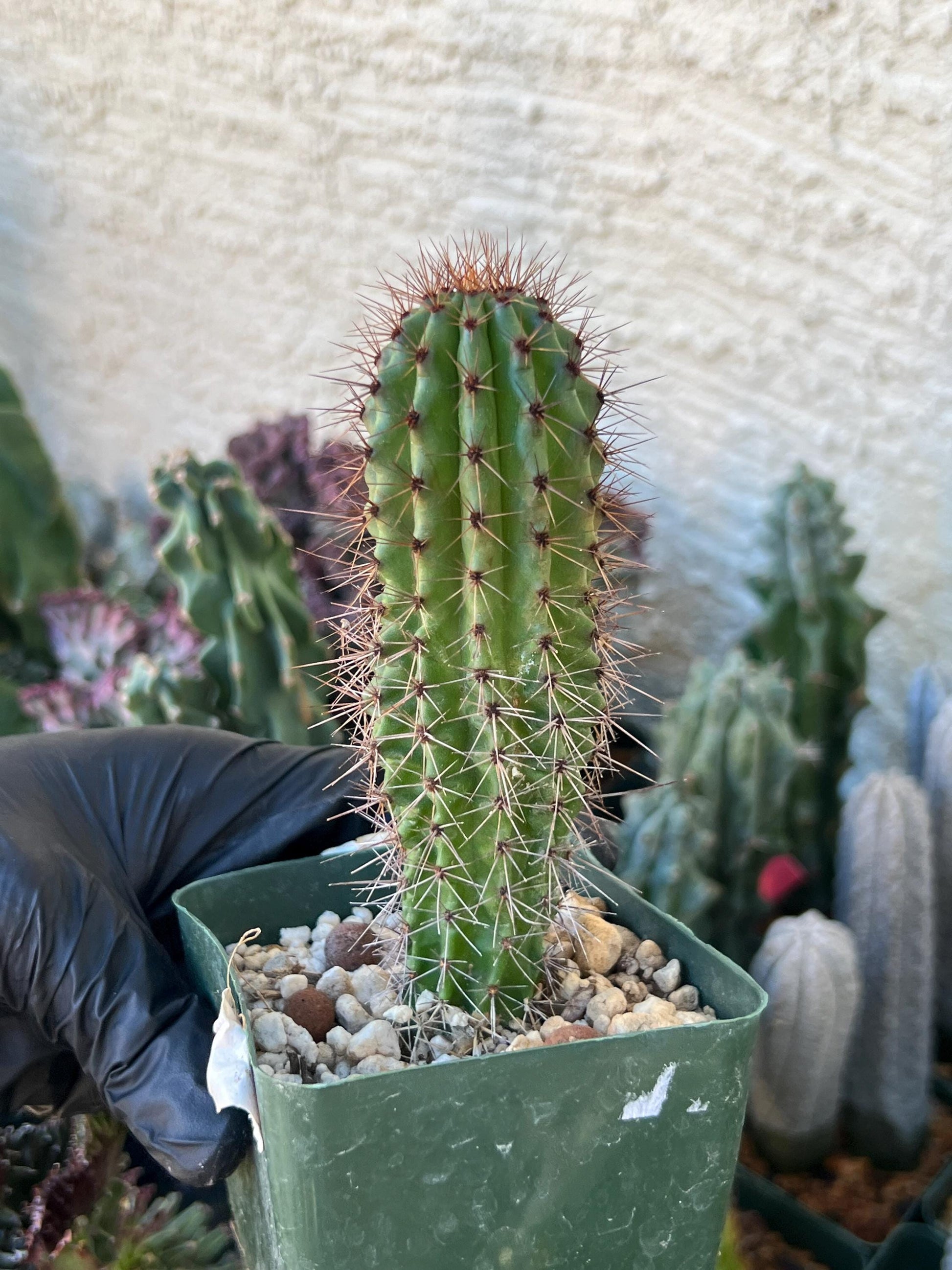 Big Mammillaria Fraileana Cactus Plan | (C1) (O18) | 3.5Pot