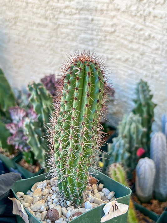 Big Mammillaria Fraileana Cactus Plan | (C1) (O18) | 3.5Pot
