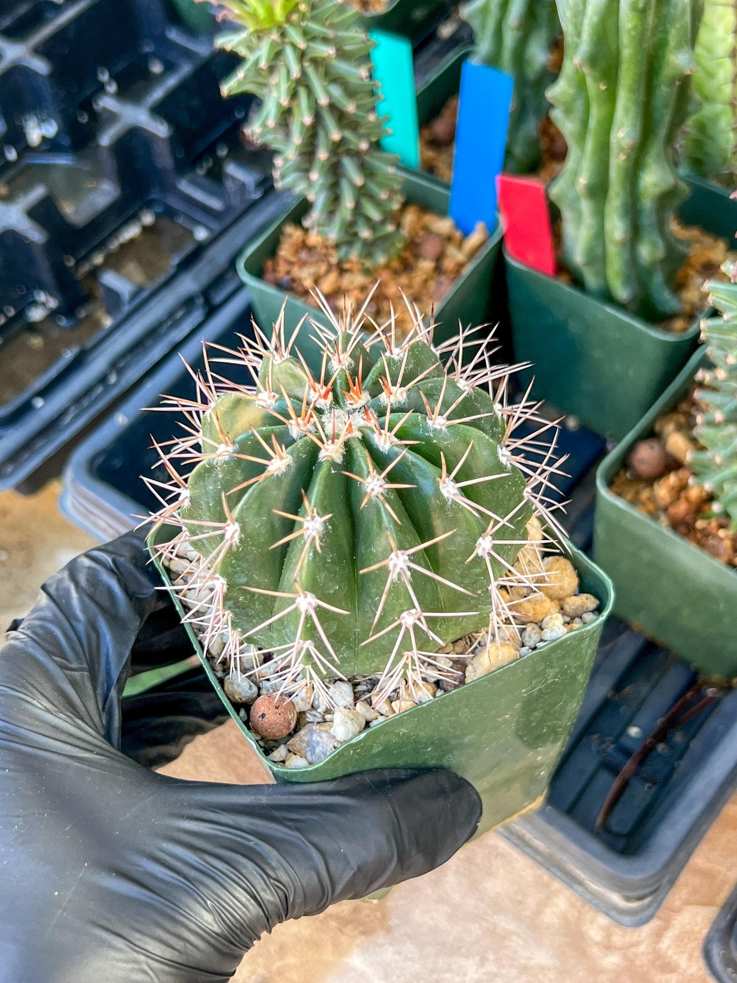Melocactus violaceus no cephalium | (C1) (P7) | 3.5Pot