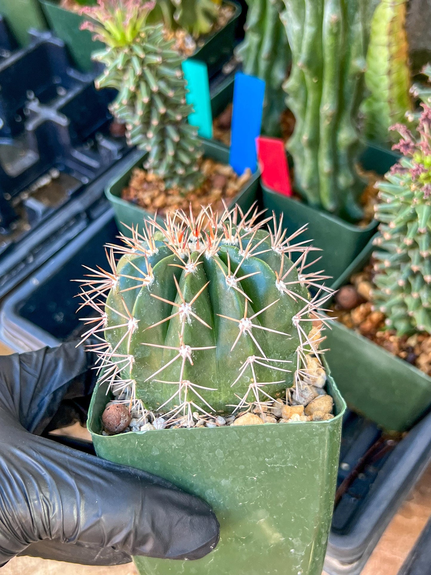 Melocactus violaceus no cephalium | (C1) (P7) | 3.5Pot