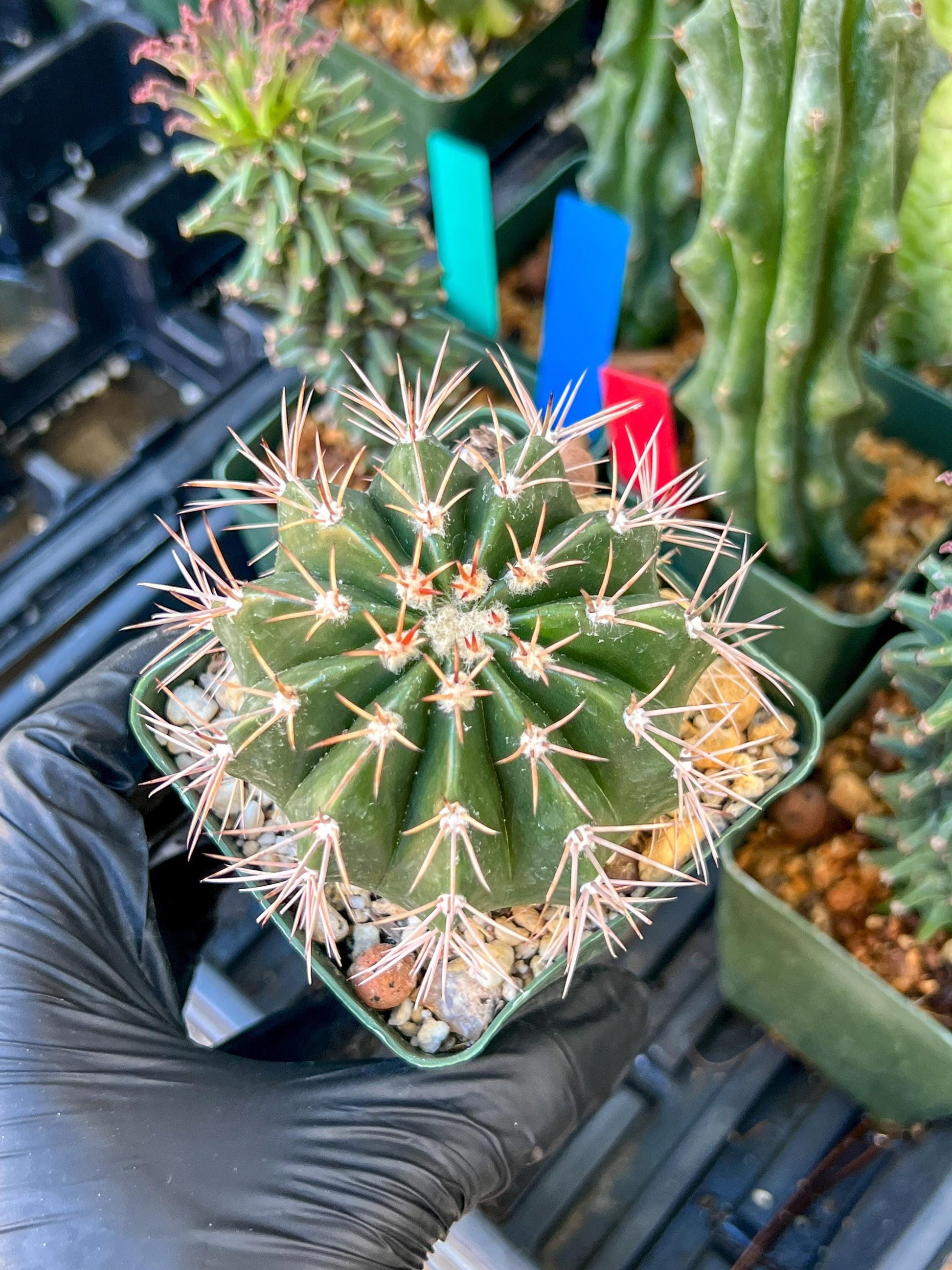 Melocactus violaceus no cephalium | (C1) (P7) | 3.5Pot