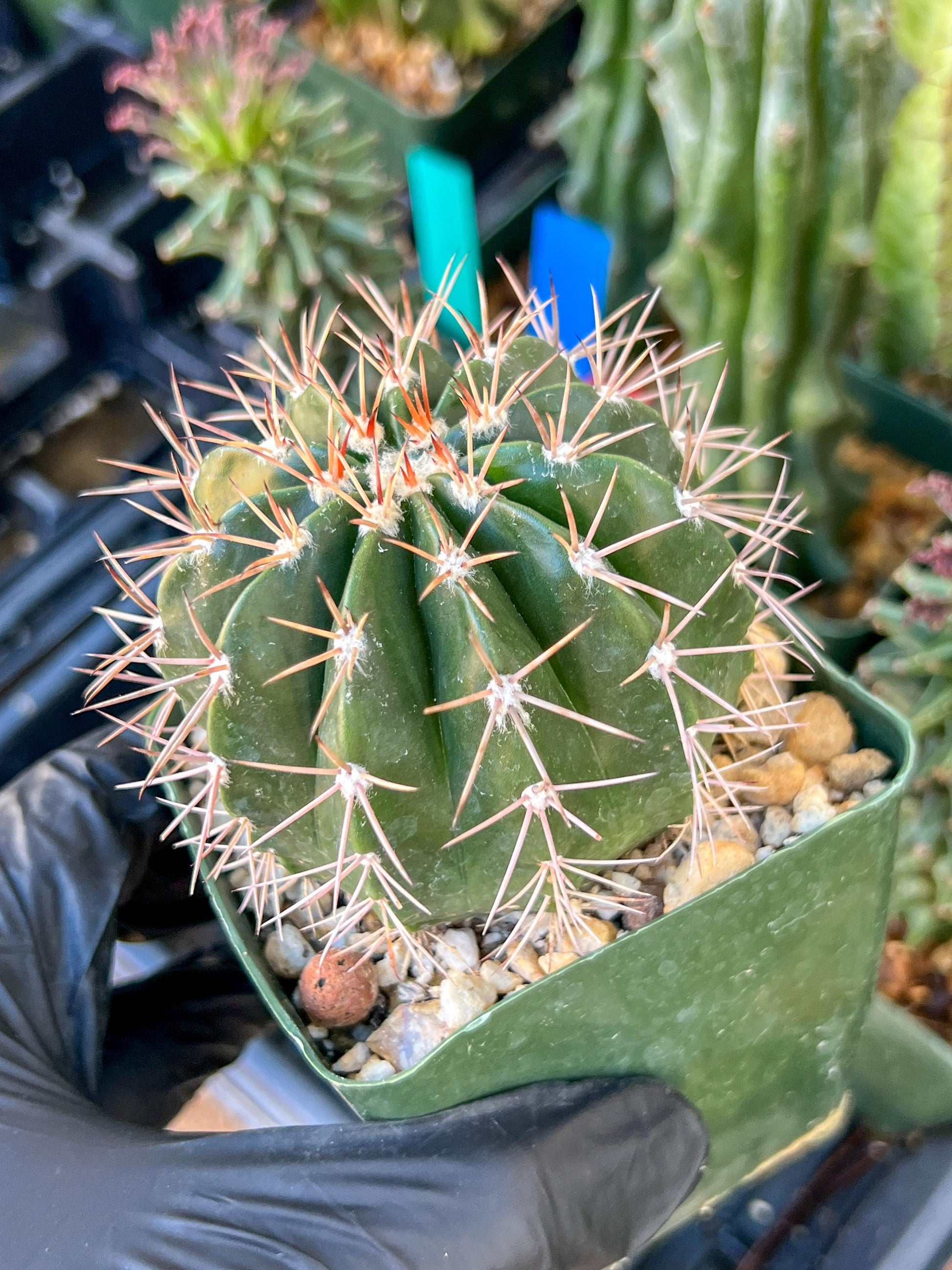 Melocactus violaceus no cephalium | (C1) (P7) | 3.5Pot