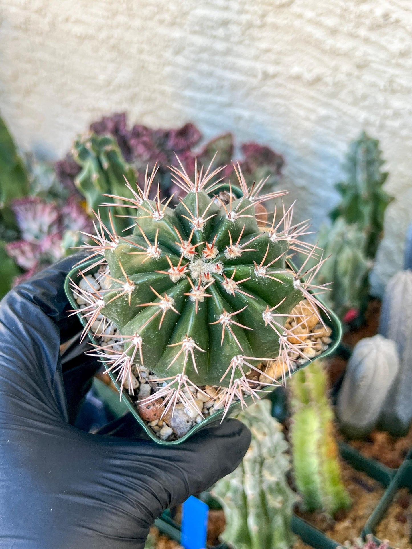 Melocactus violaceus no cephalium | (C1) (P7) | 3.5Pot