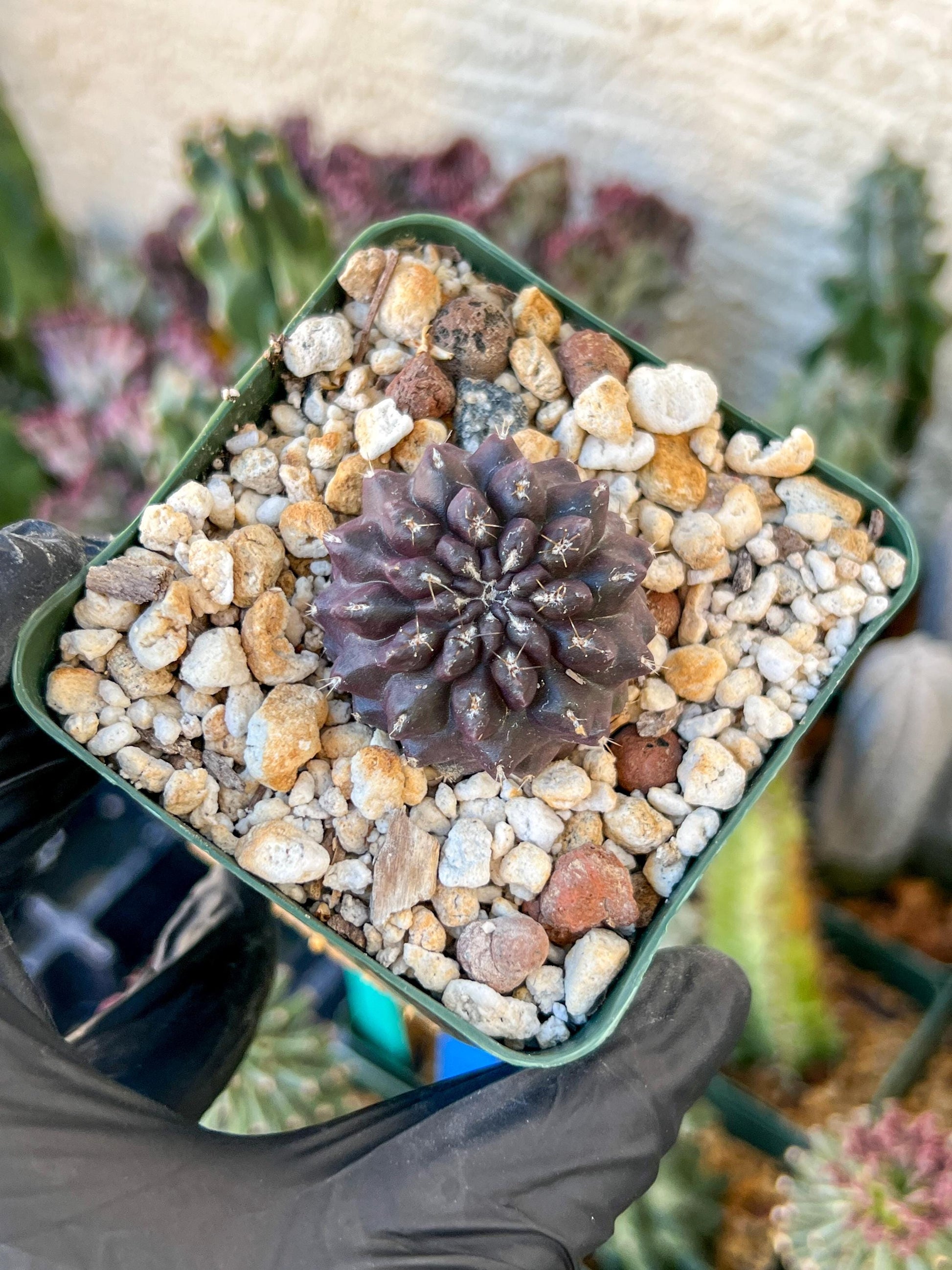 Neochilenia Setosiflora | (C1) (P8) | Around 1.5Inch Wide