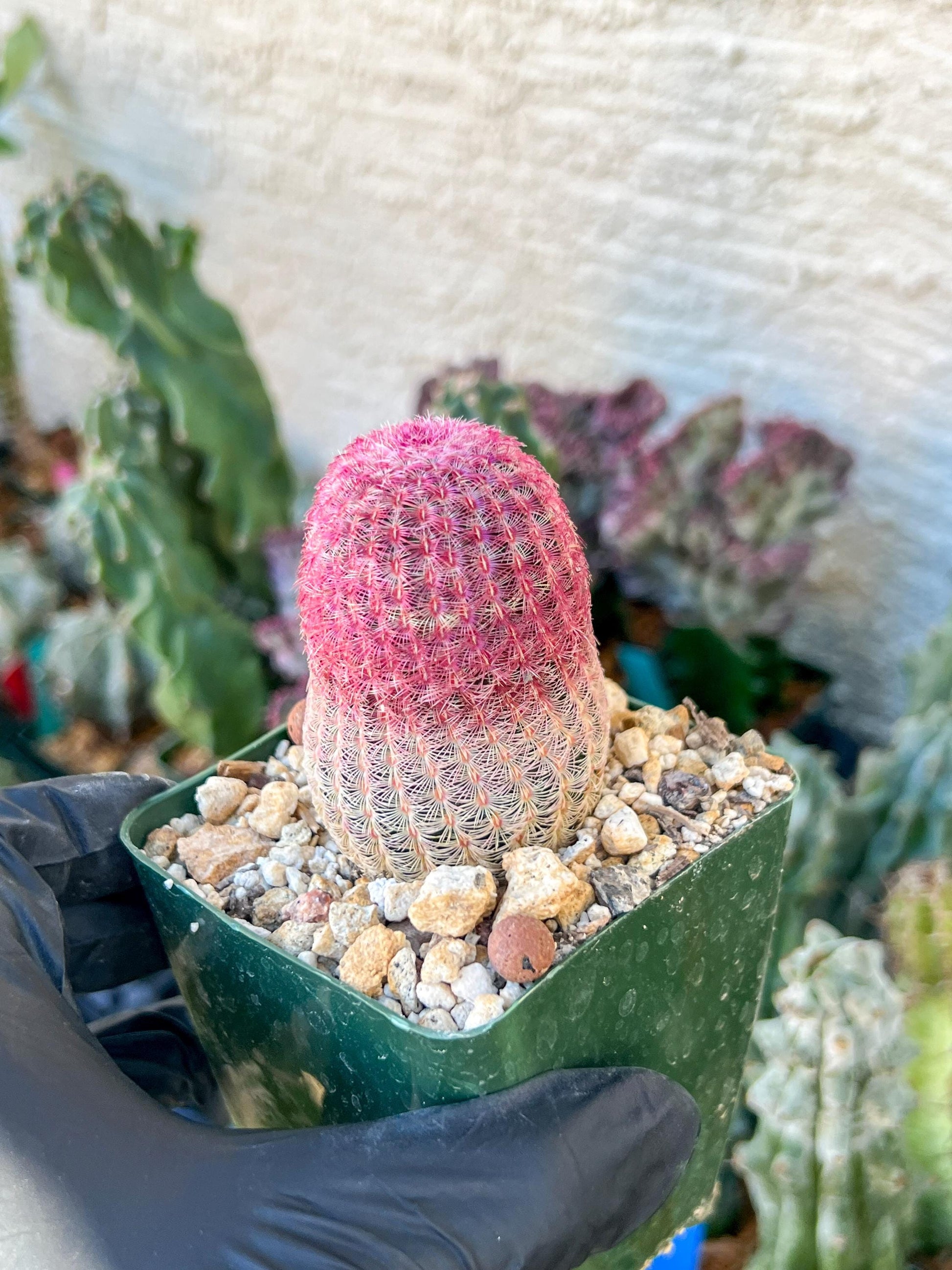 Raibow Hedgehog Cactus | (C1) (P10) | 3.5Pot