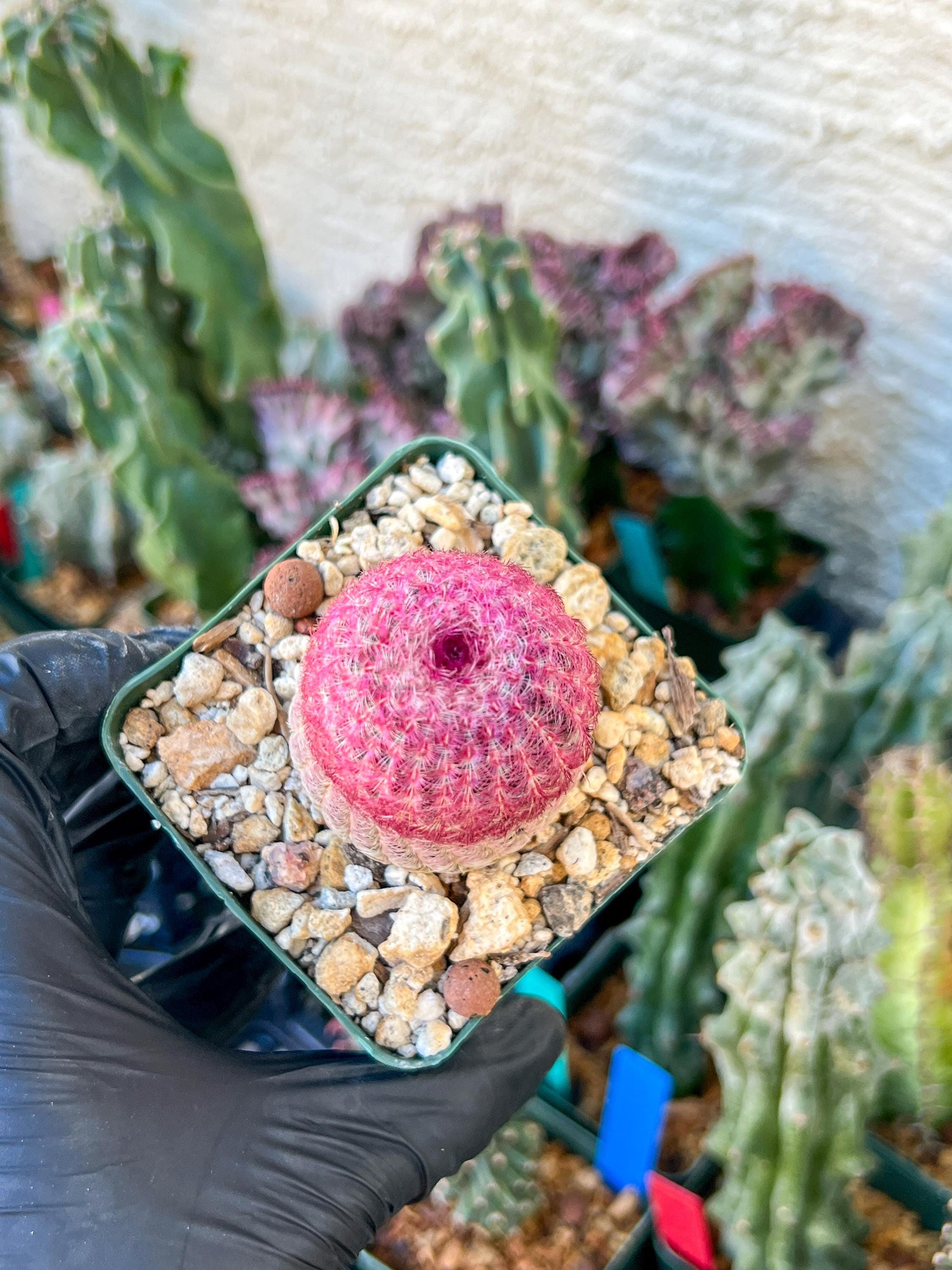 Raibow Hedgehog Cactus | (C1) (P10) | 3.5Pot