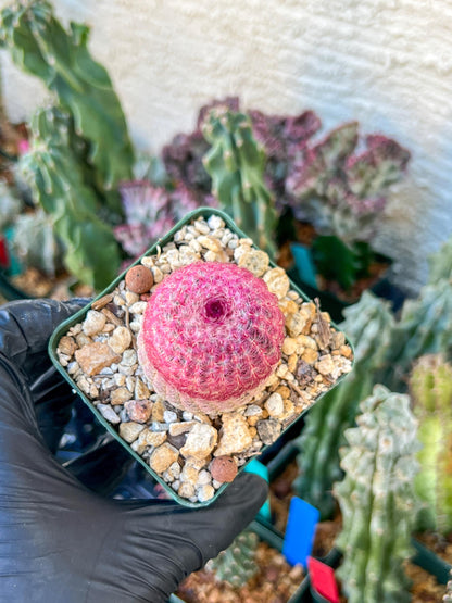 Raibow Hedgehog Cactus | (C1) (P10) | 3.5Pot