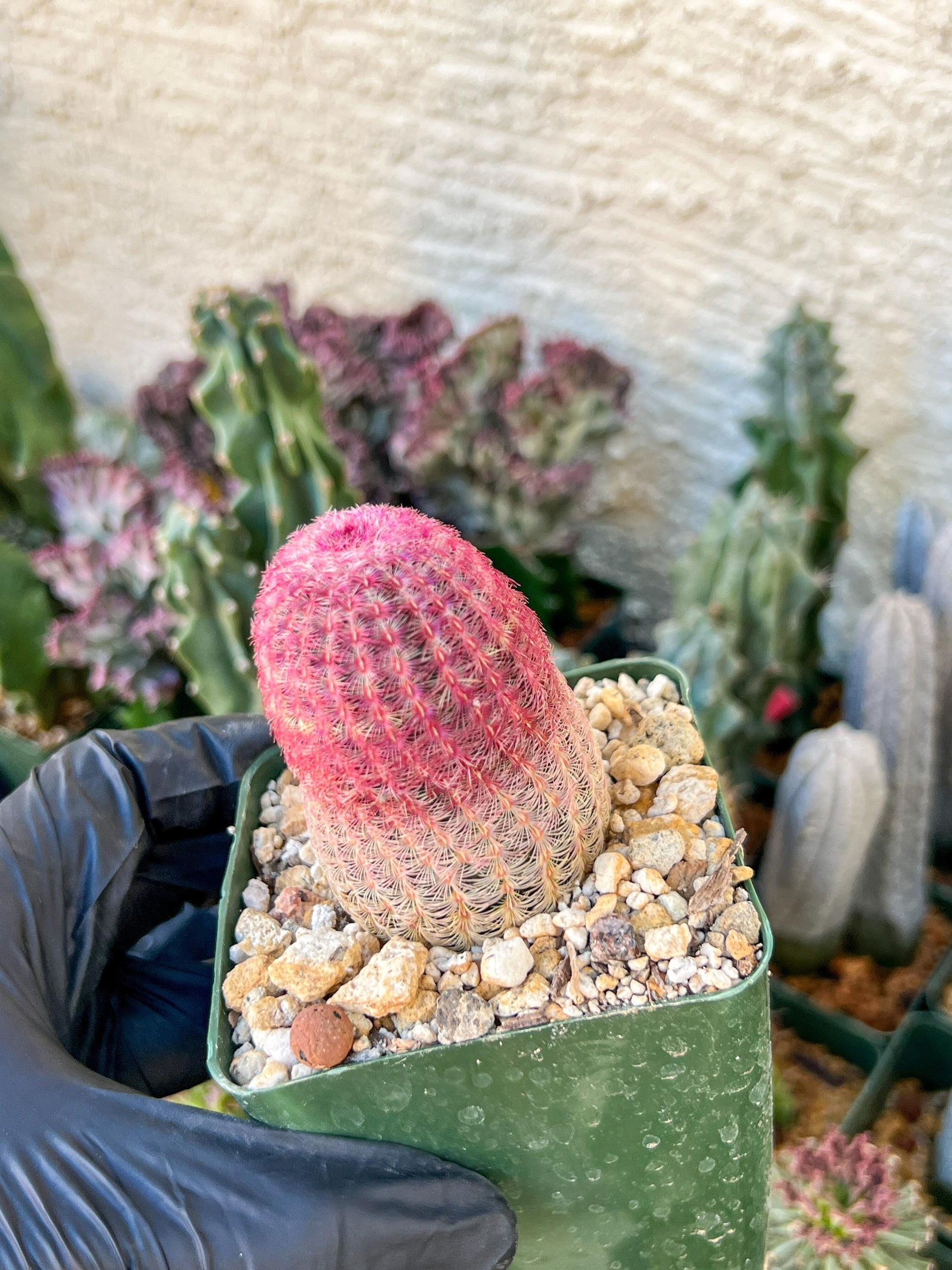 Raibow Hedgehog Cactus | (C1) (P10) | 3.5Pot