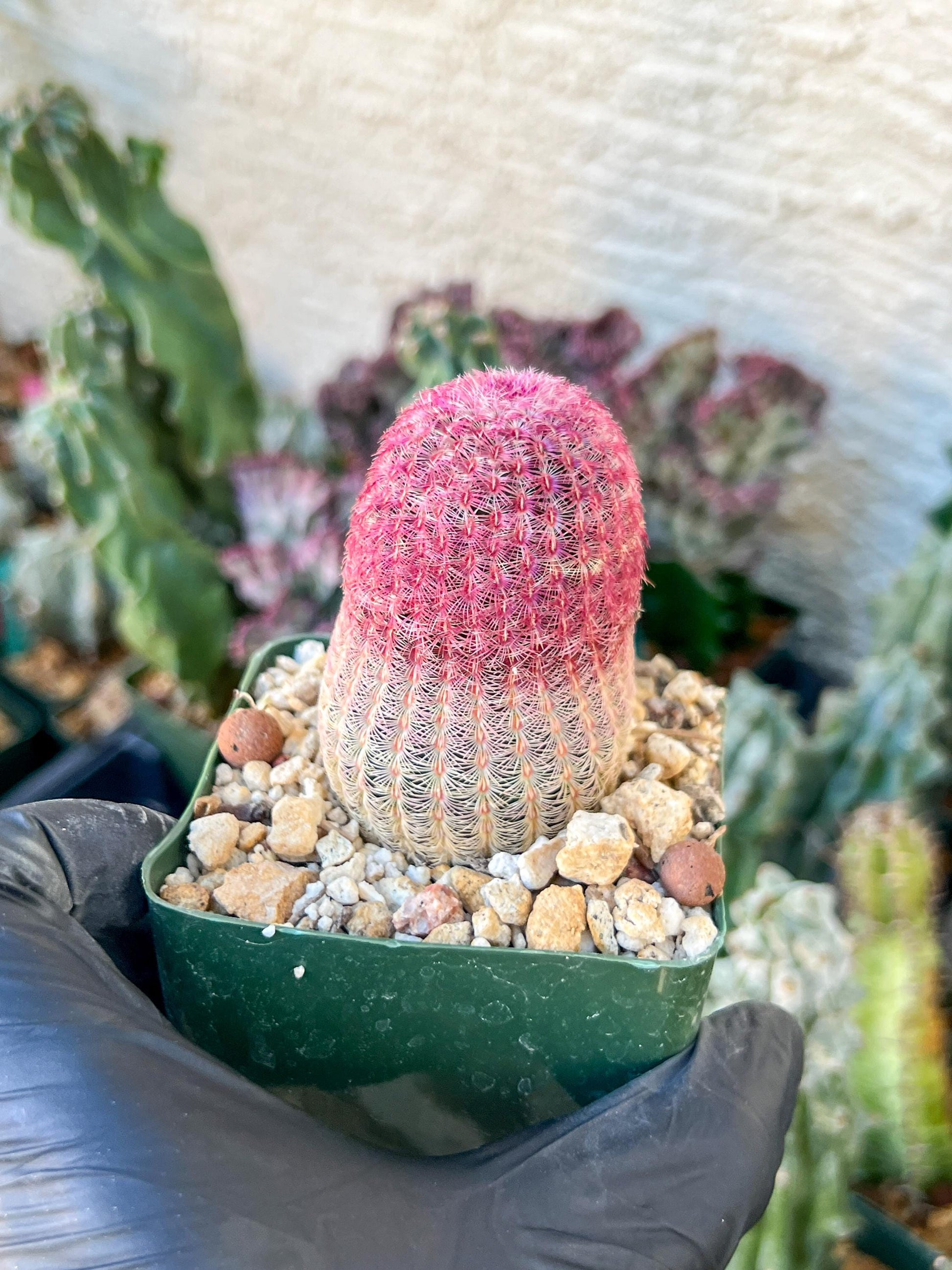 Raibow Hedgehog Cactus | (C1) (P10) | 3.5Pot