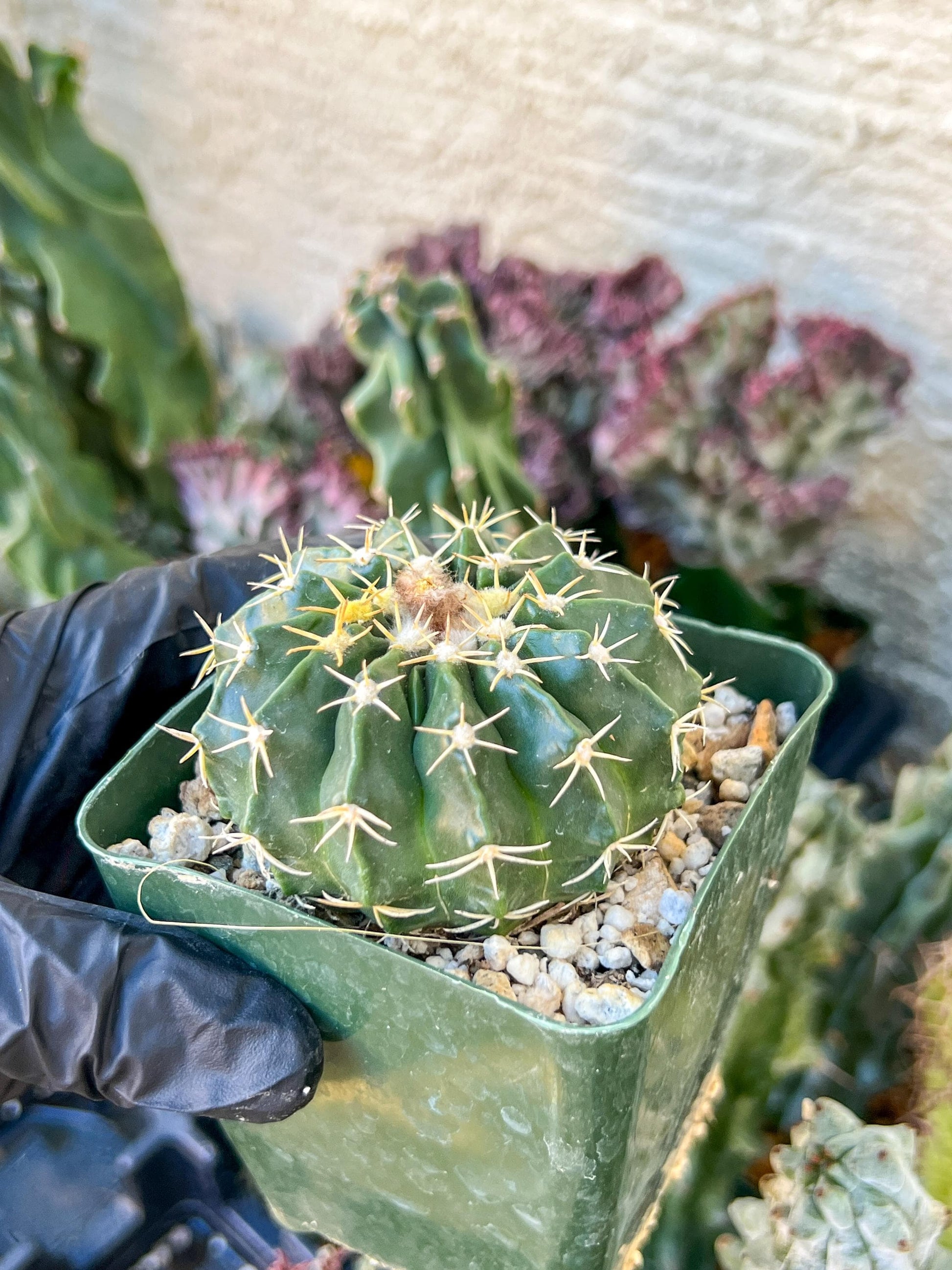 Wiggins pau areolatus | (C1) (P11) | 3.5Pot