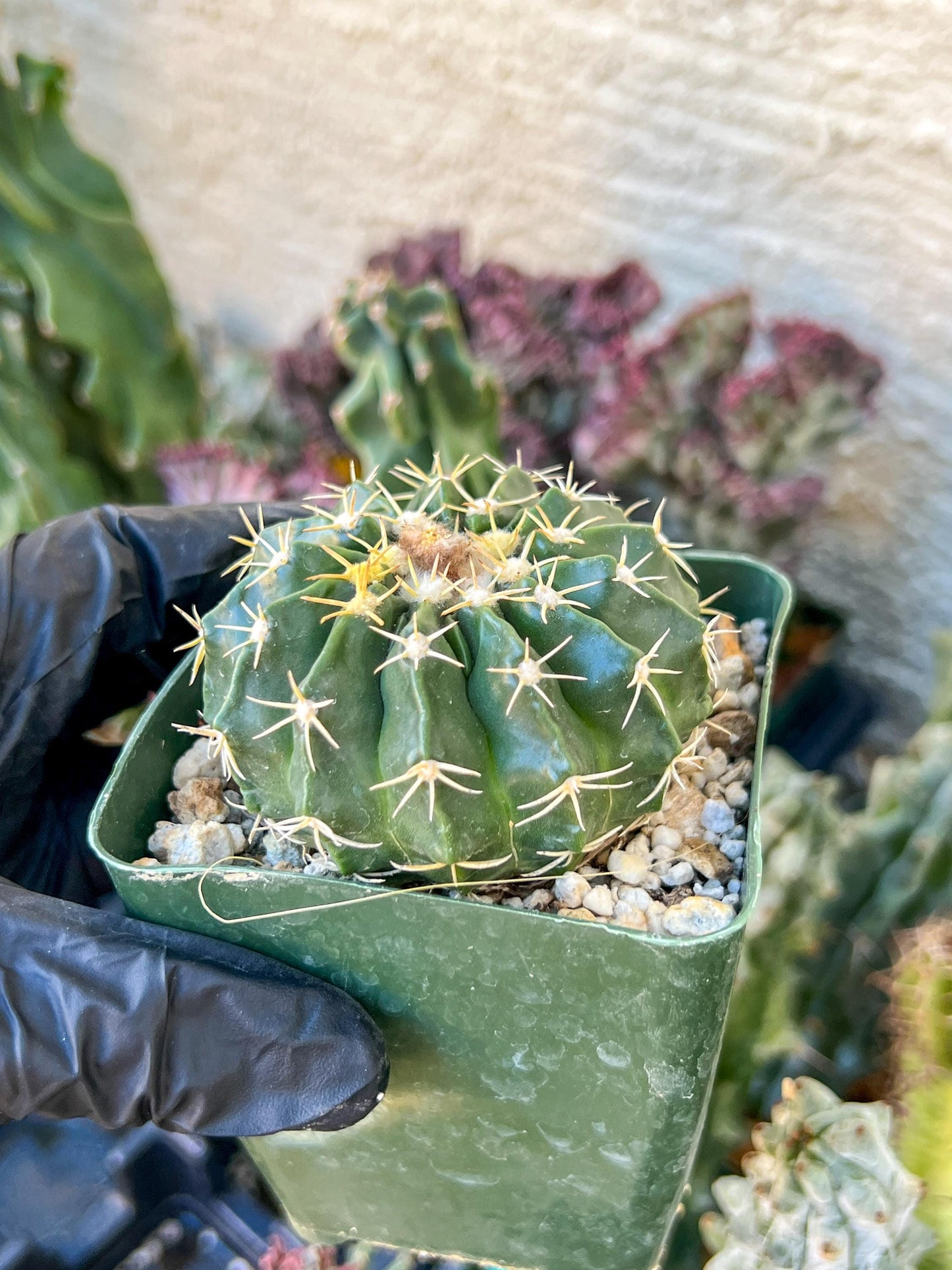 Wiggins pau areolatus | (C1) (P11) | 3.5Pot