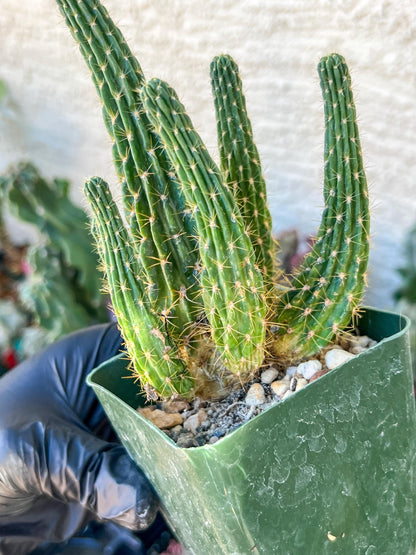 Lobivia Echinopsis Maximiliana Charazanensis | (C1) (P12) | 3.5Pot