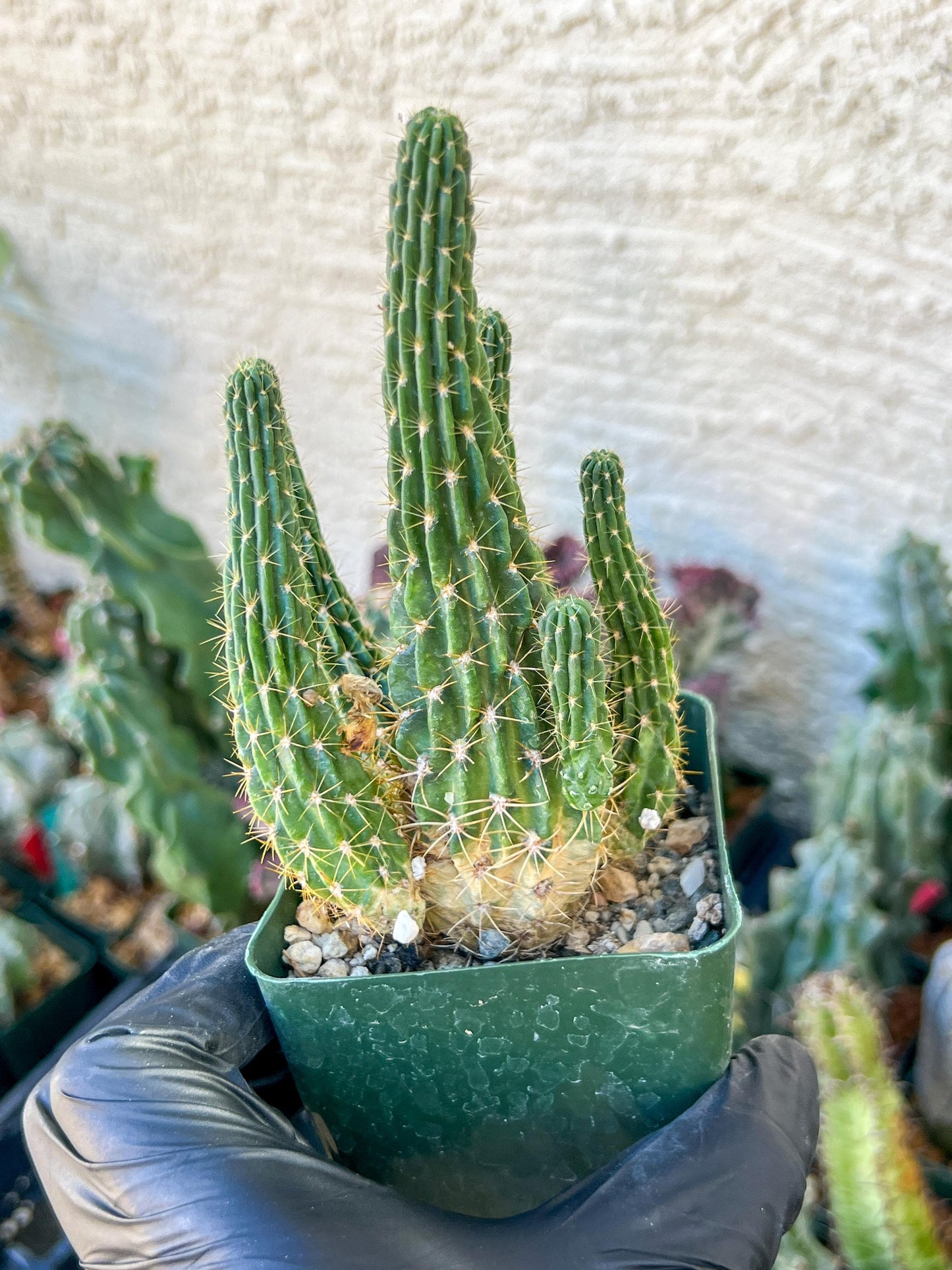 Lobivia Echinopsis Maximiliana Charazanensis | (C1) (P12) | 3.5Pot