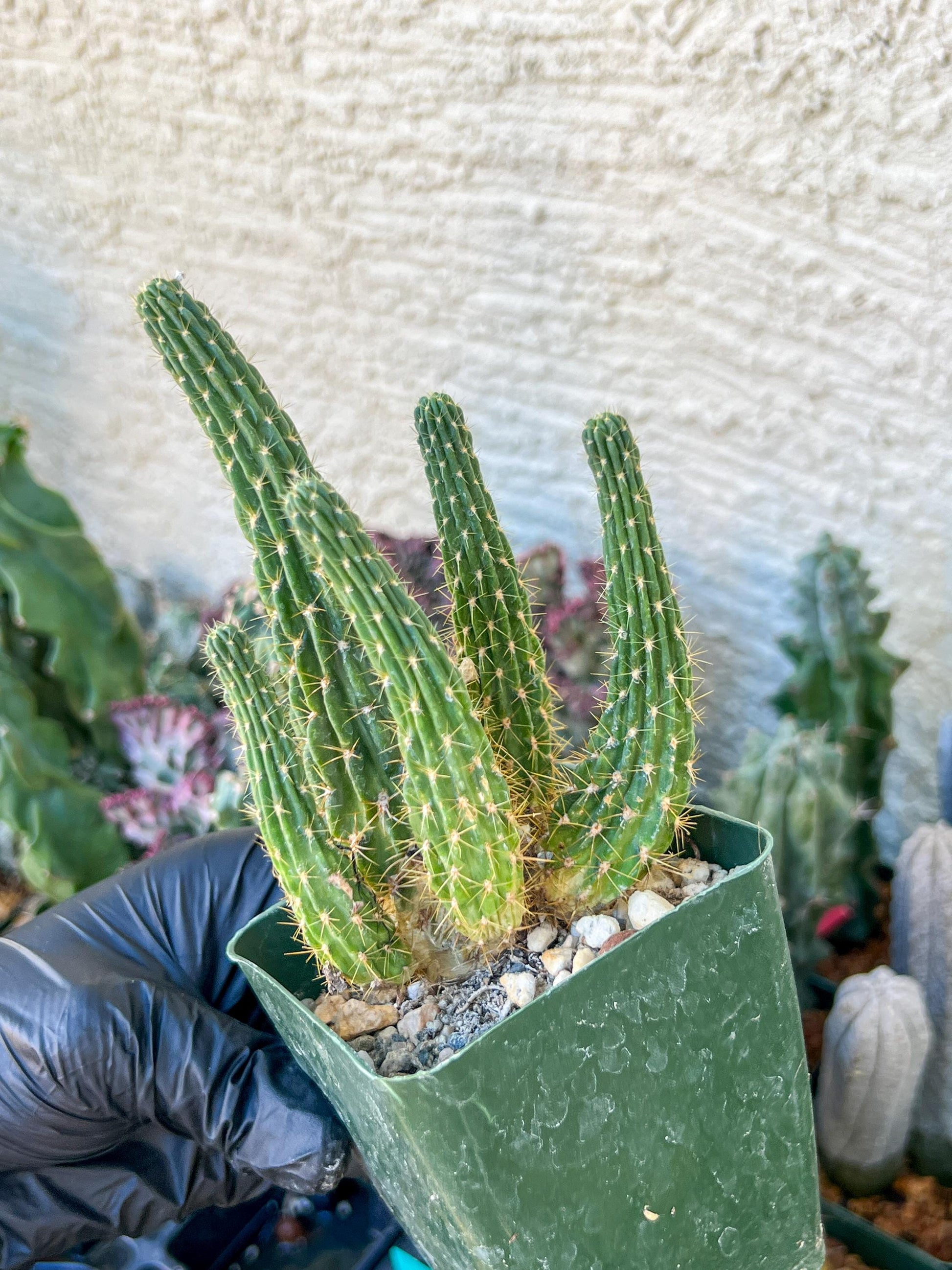 Lobivia Echinopsis Maximiliana Charazanensis | (C1) (P12) | 3.5Pot