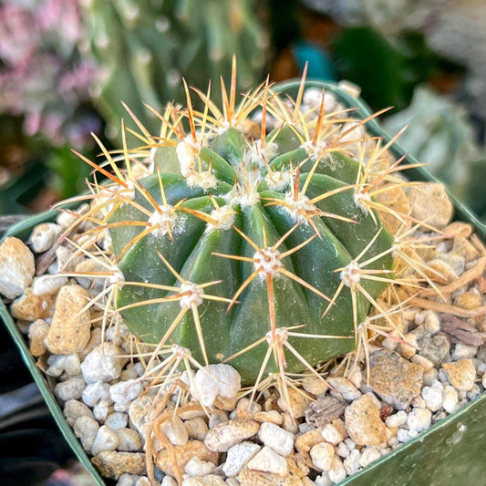 Meiocactus Oreas | (C1) (P9) | In 3.5Pot