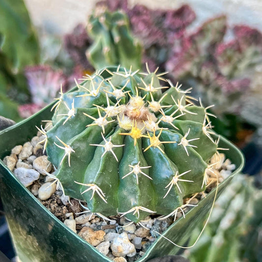 Wiggins pau areolatus | (C1) (P11) | 3.5Pot