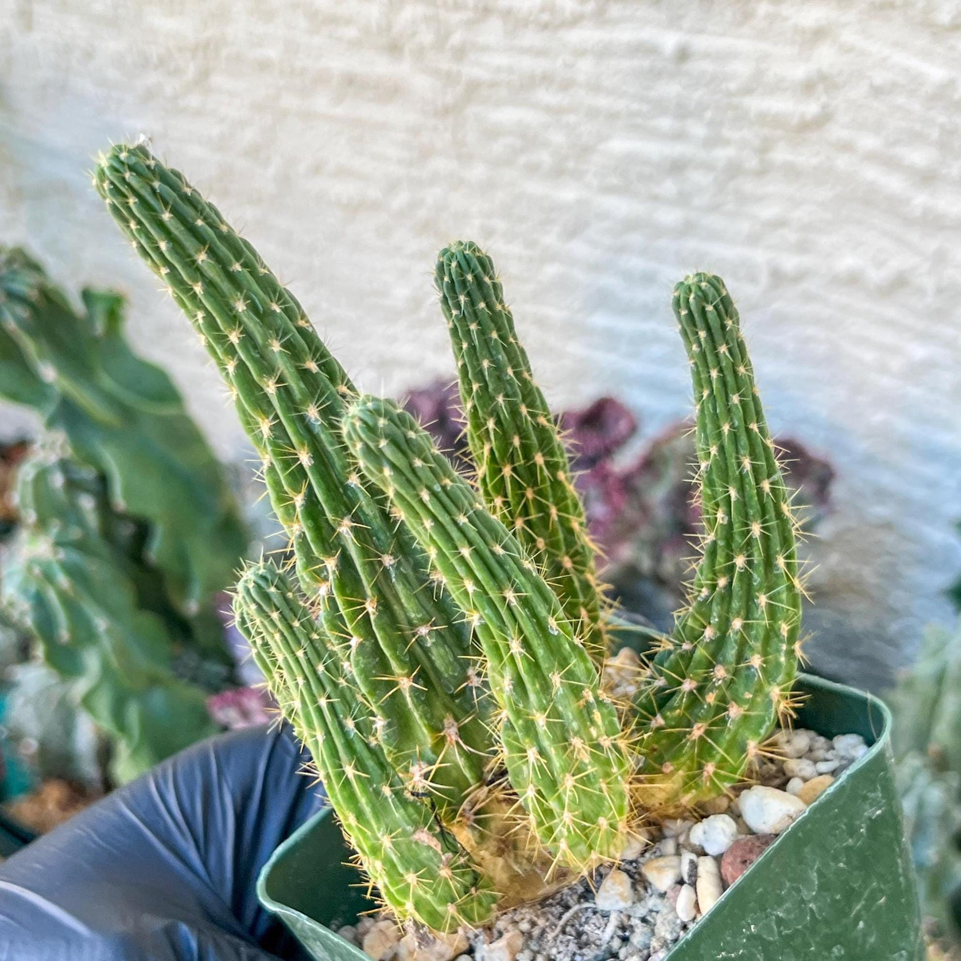 Lobivia Echinopsis Maximiliana Charazanensis | (C1) (P12) | 3.5Pot