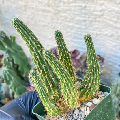 Lobivia Echinopsis Maximiliana Charazanensis | (C1) (P12) | 3.5Pot