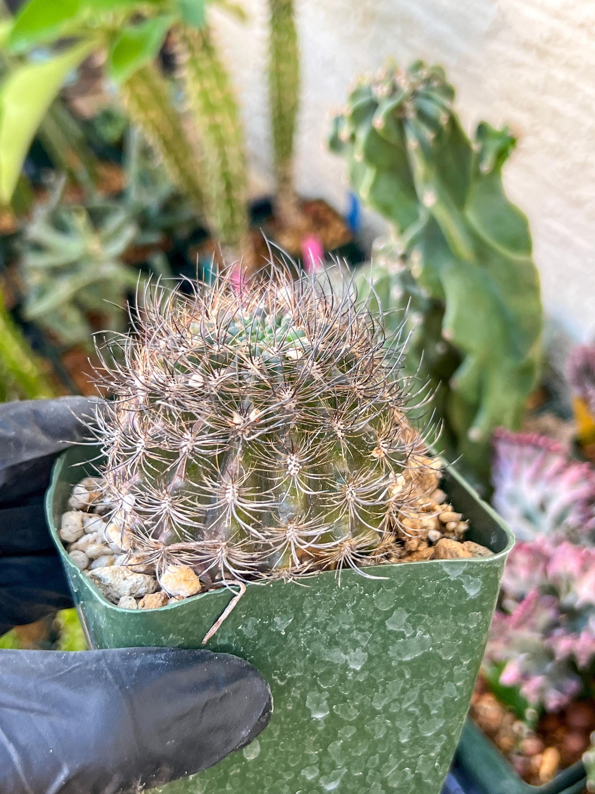 Notocactus Buiningii | (C1) (Y3) | 3.5Pot