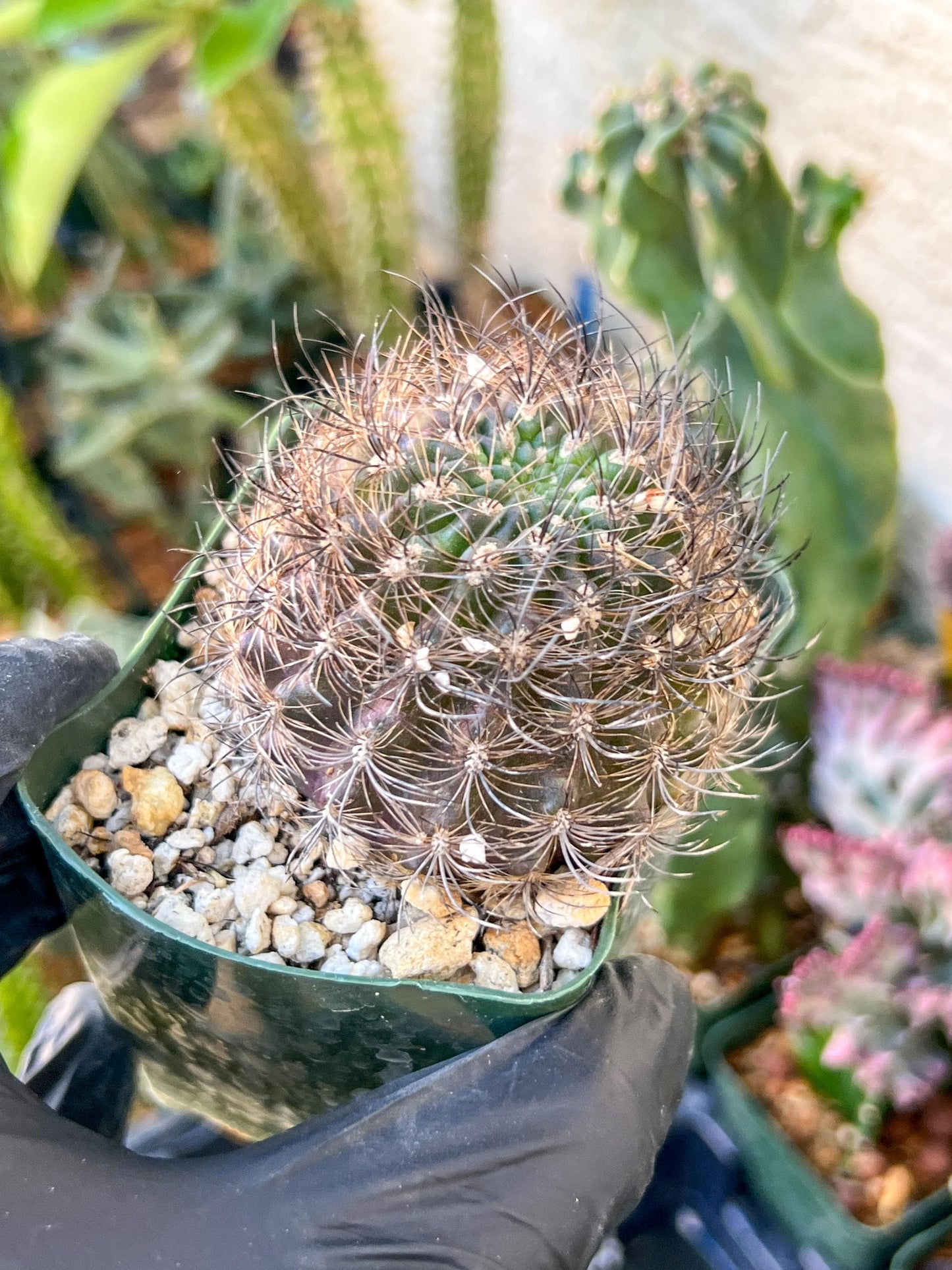 Notocactus Buiningii | (C1) (Y3) | 3.5Pot