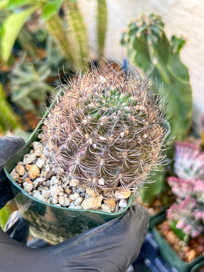 Notocactus Buiningii | (C1) (Y3) | 3.5Pot