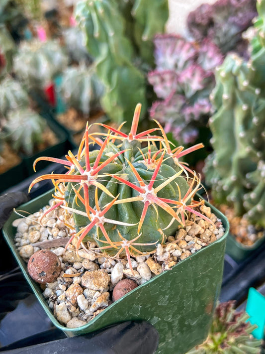 Parodia Mairanana | (C1) (Y4) | 3.5Pot