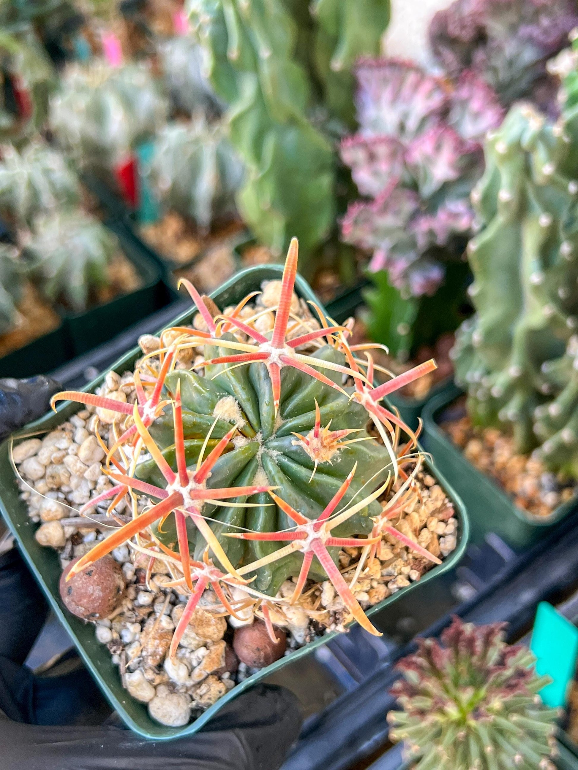 Parodia Mairanana | (C1) (Y4) | 3.5Pot