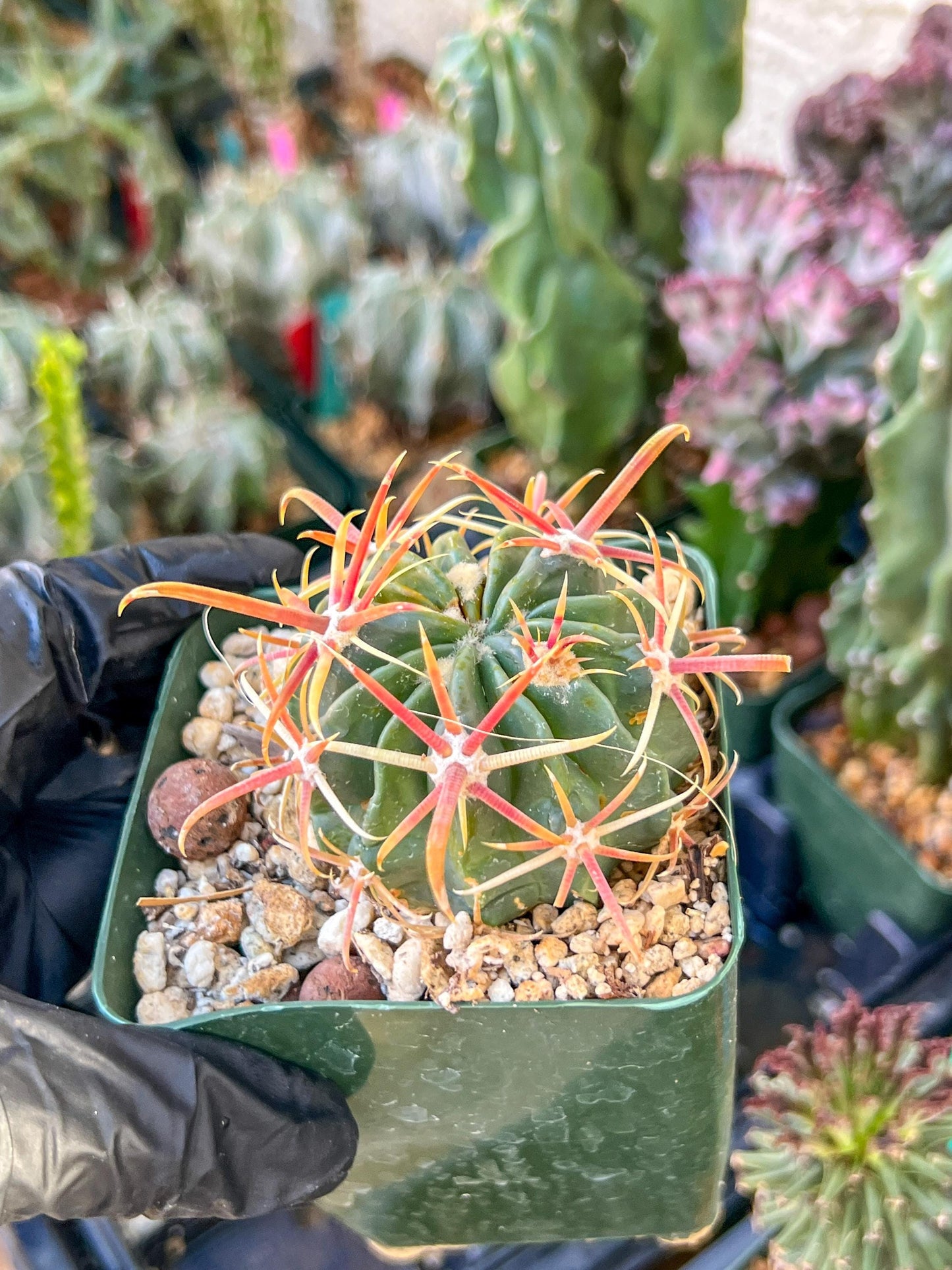 Parodia Mairanana | (C1) (Y4) | 3.5Pot