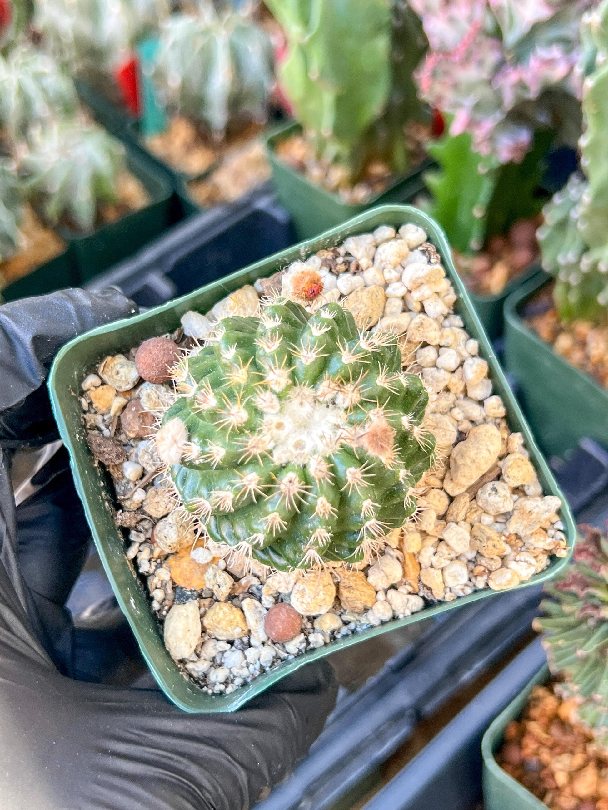 Devil's Tongue Ferocactus Latispinus | (C1) (Y5) | 3.5Pot