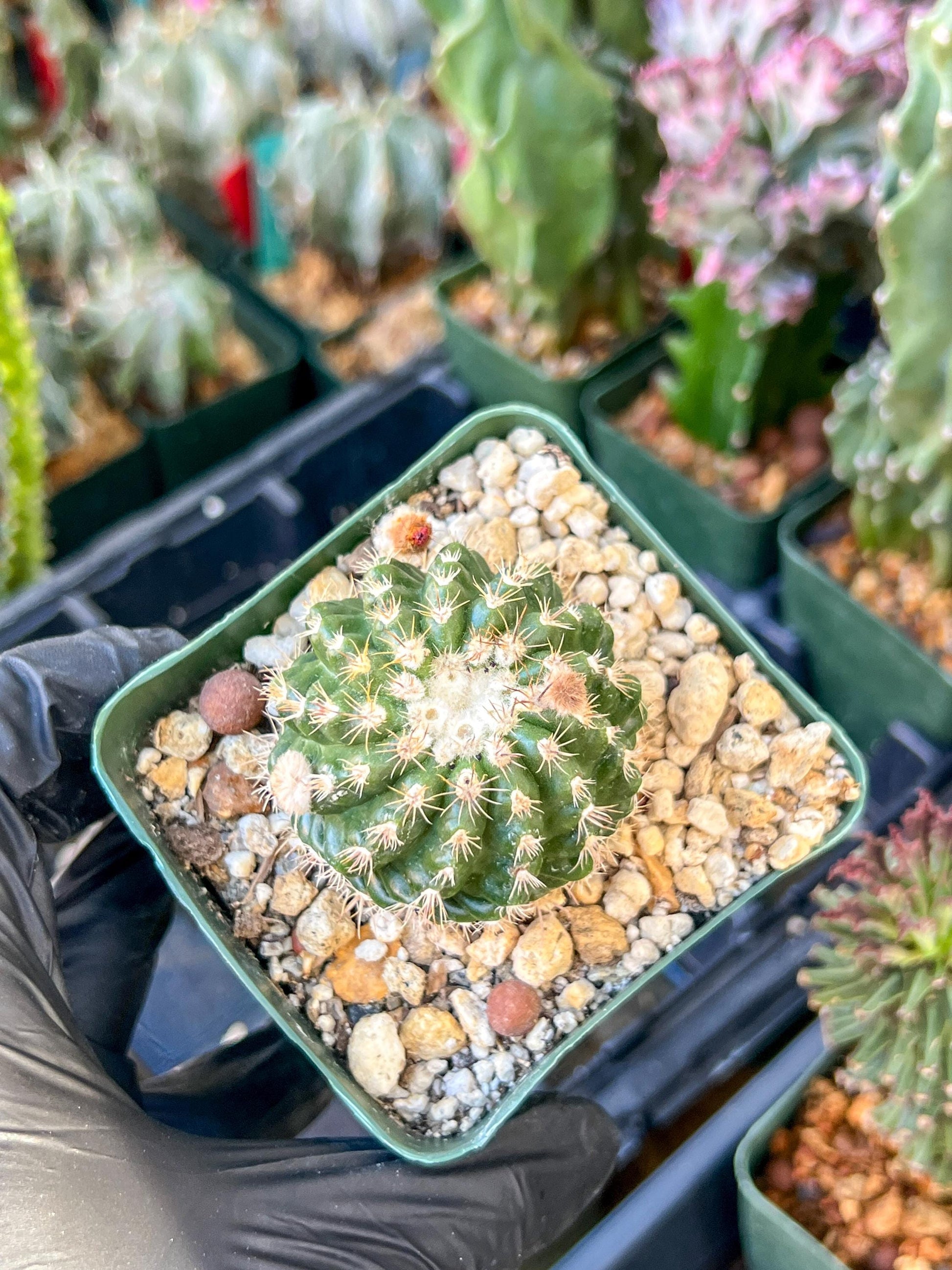 Devil's Tongue Ferocactus Latispinus | (C1) (Y5) | 3.5Pot