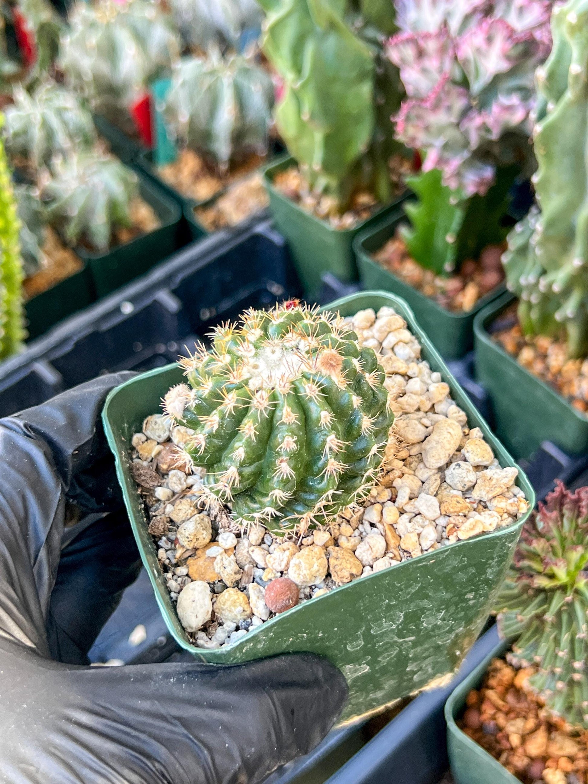 Devil's Tongue Ferocactus Latispinus | (C1) (Y5) | 3.5Pot