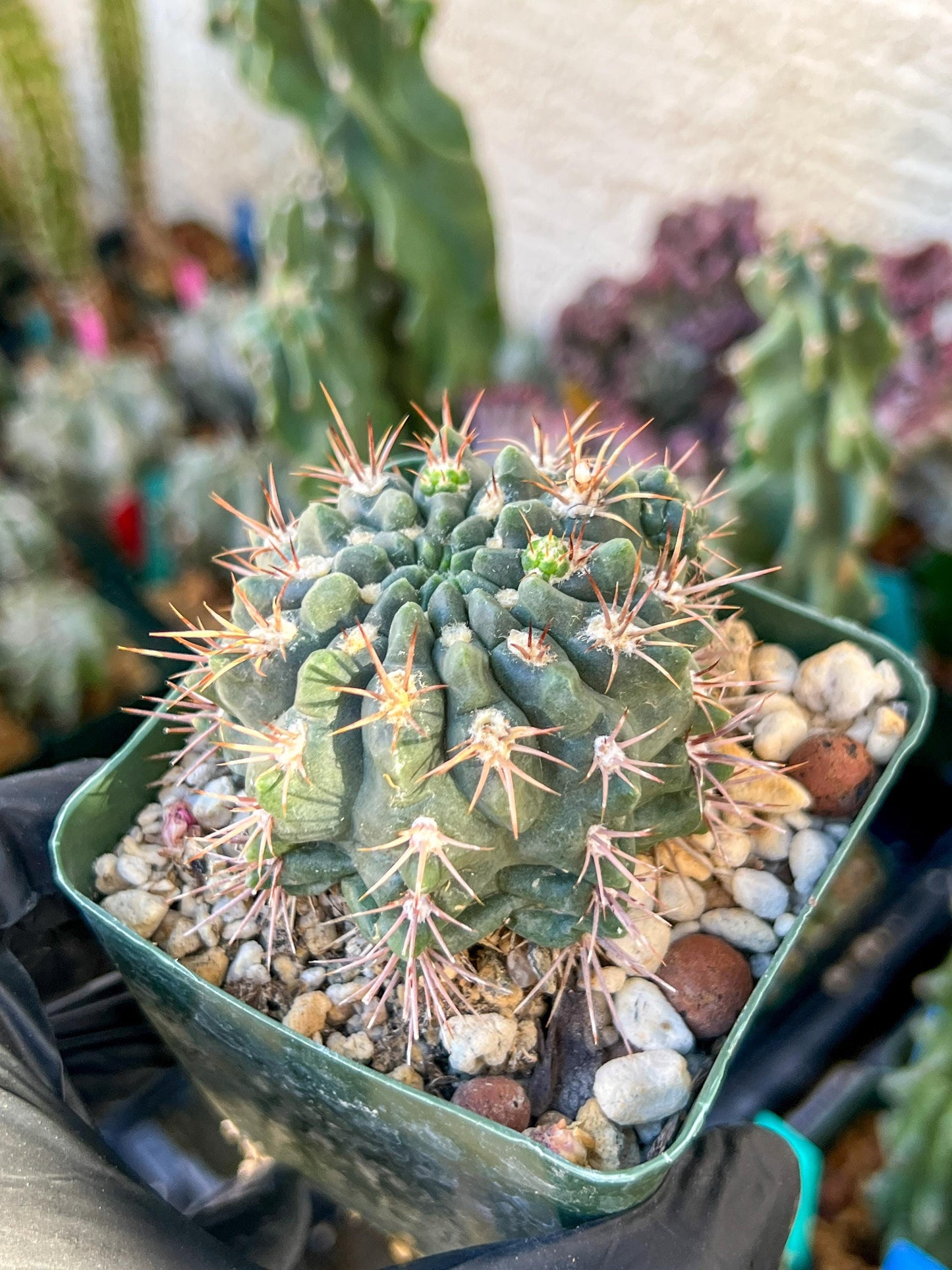 Gymnocalycium Neuhueri | (C1) (Y6) | 3.5Pot