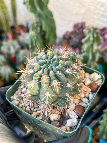 Gymnocalycium Neuhueri | (C1) (Y6) | 3.5Pot