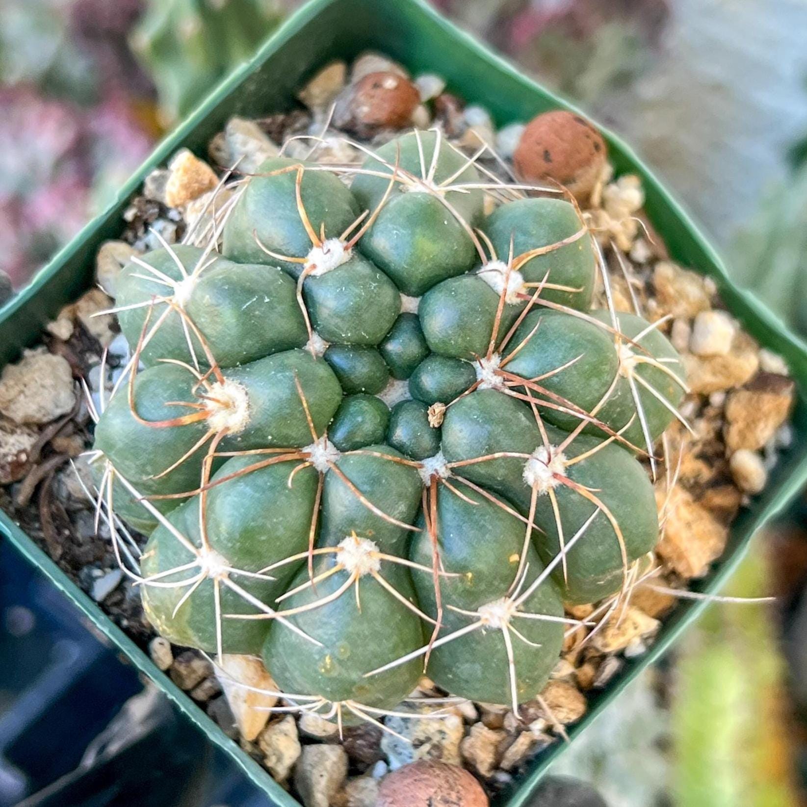 Big Melocactus violaceus no cephalium | (C1) (Y1) | 3.5Pot