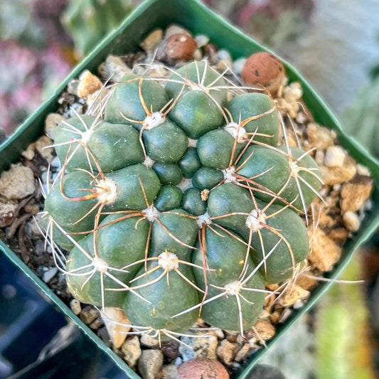 Big Melocactus violaceus no cephalium | (C1) (Y1) | 3.5Pot