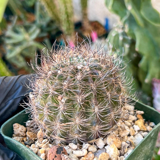 Notocactus Buiningii | (C1) (Y3) | 3.5Pot