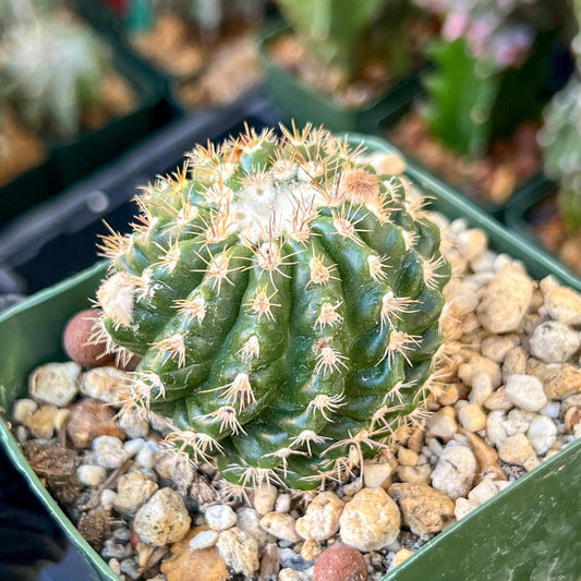 Devil's Tongue Ferocactus Latispinus | (C1) (Y5) | 3.5Pot