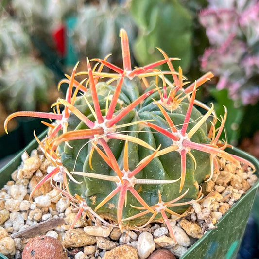 Parodia Mairanana | (C1) (Y4) | 3.5Pot